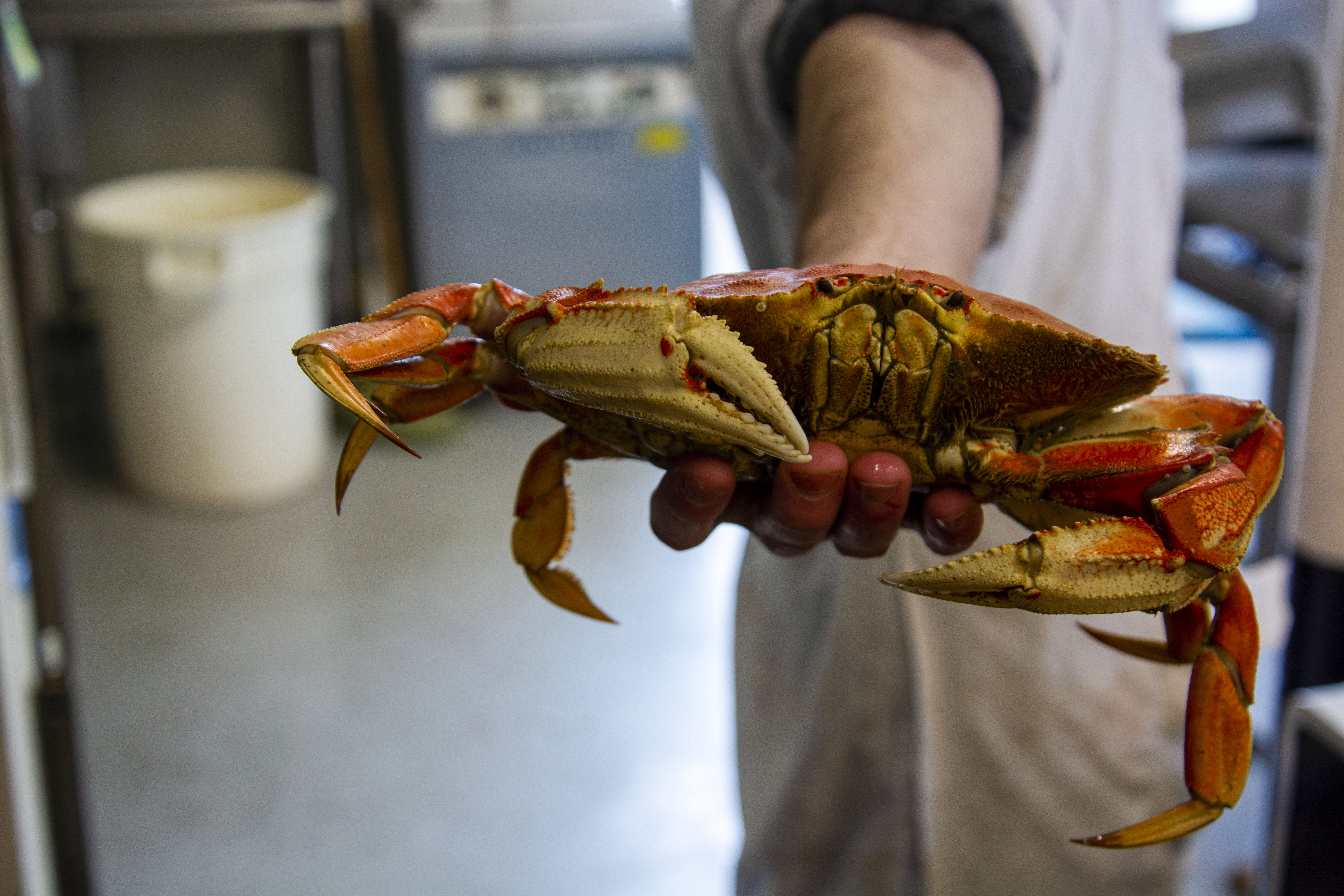 After Months of Negotiations, Crab Season is Back