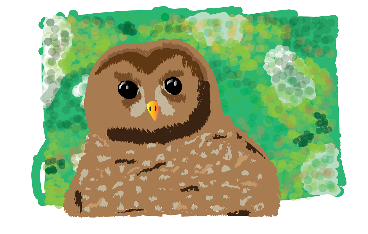 Northern Spotted Owls struggle to survive