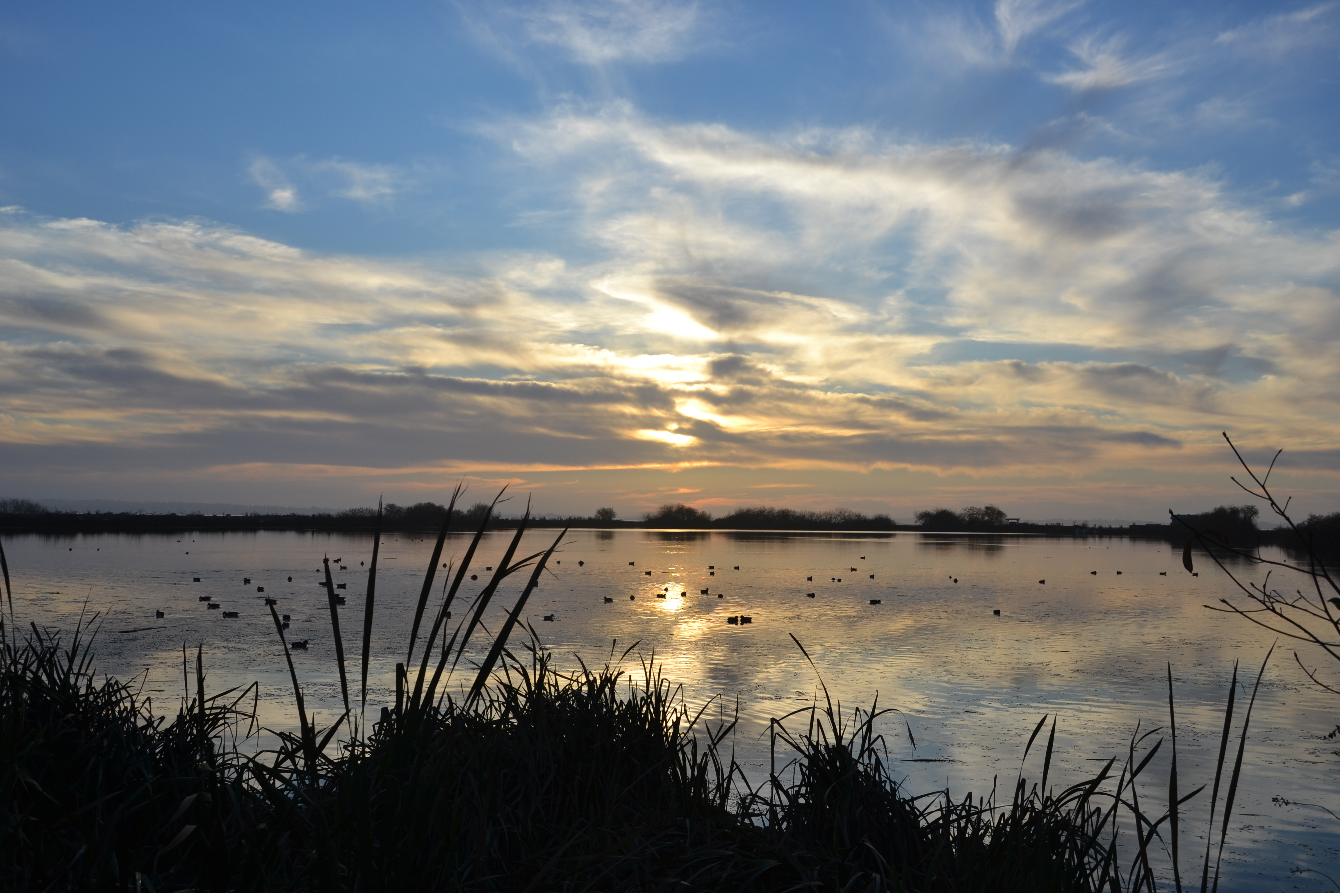 4 Easy Places to go Bird Watching in Humboldt County