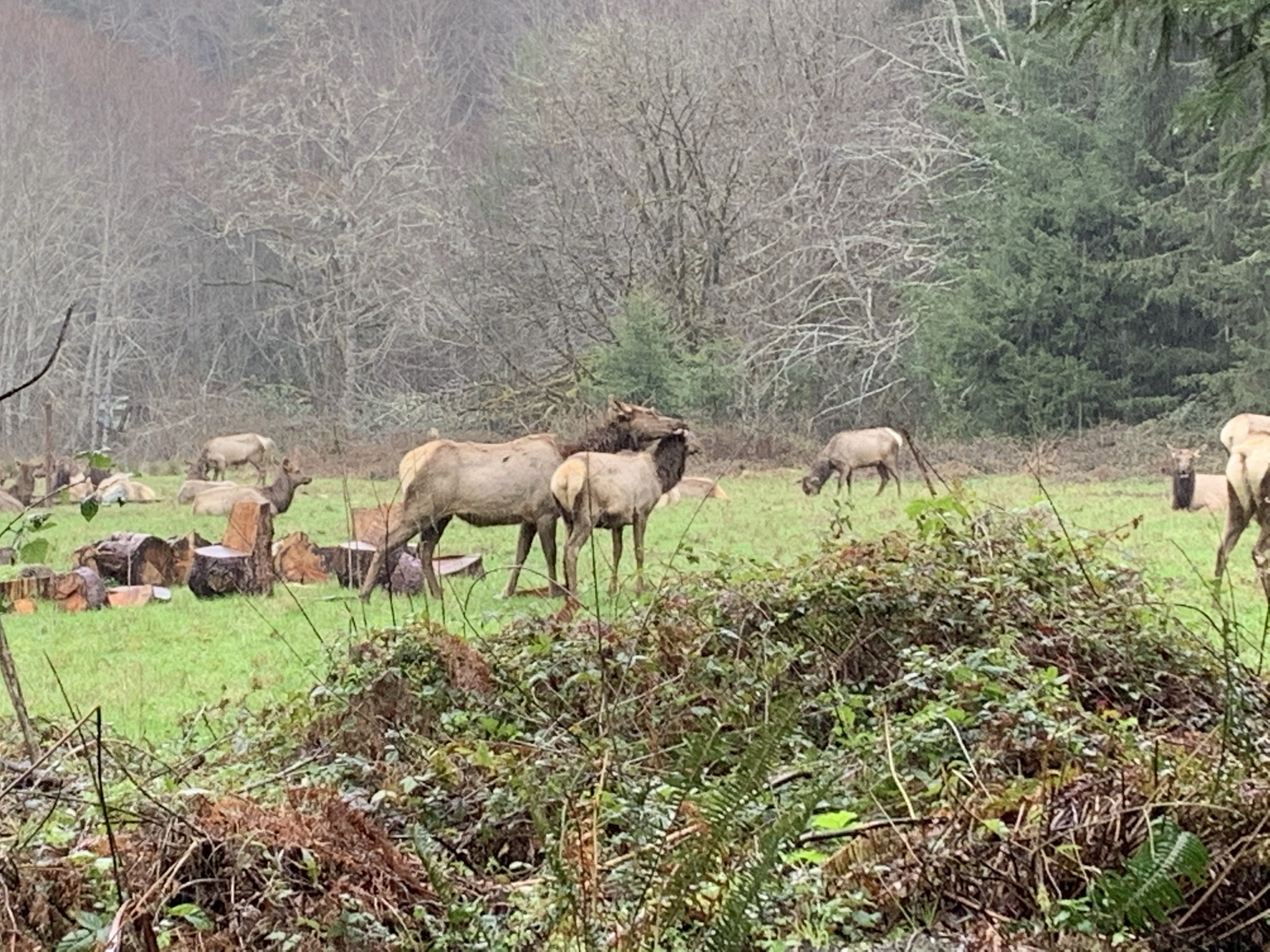 California’s native elk need your help