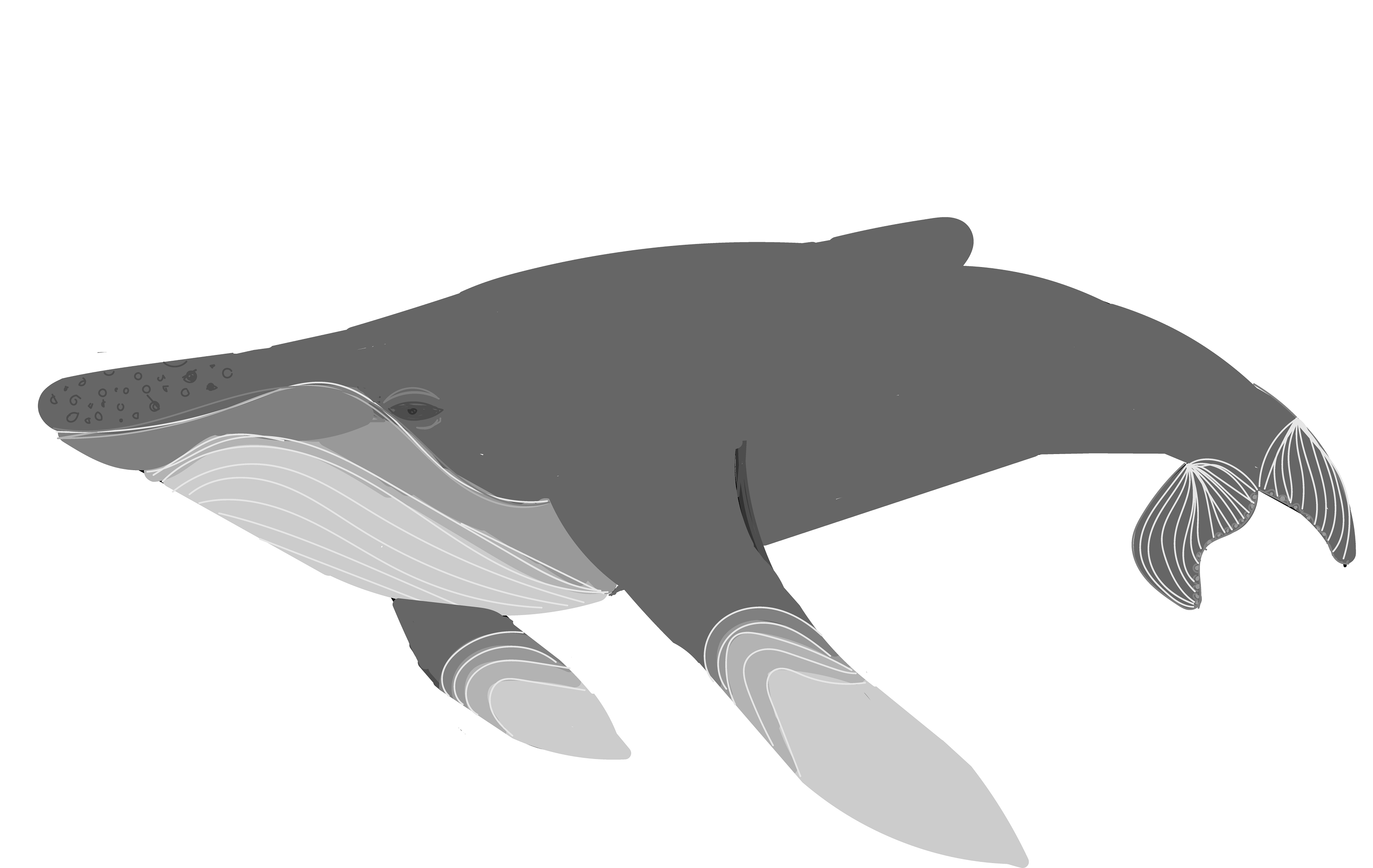 Finding a trace in whales