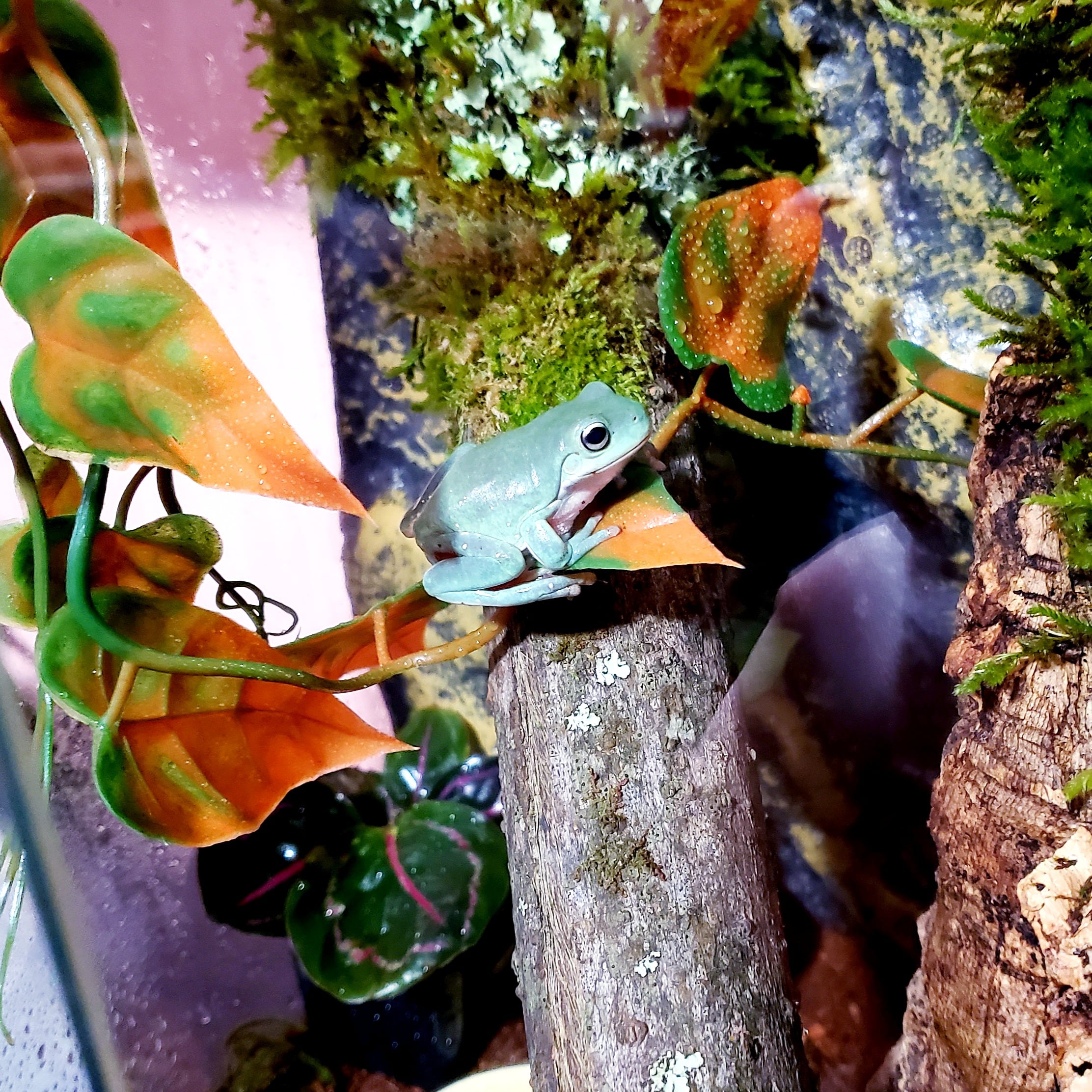 The loss of a frog