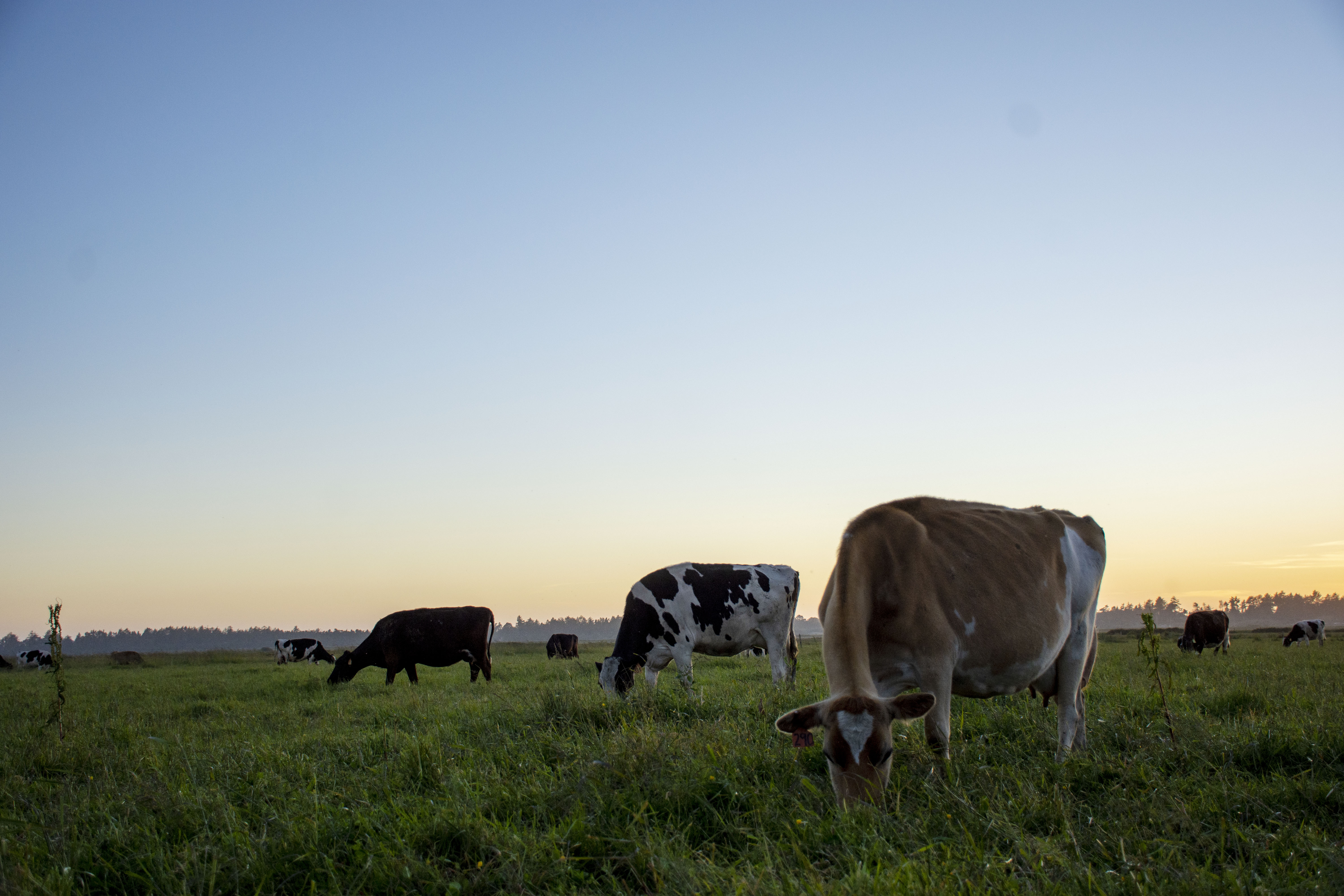 I Hate Cows