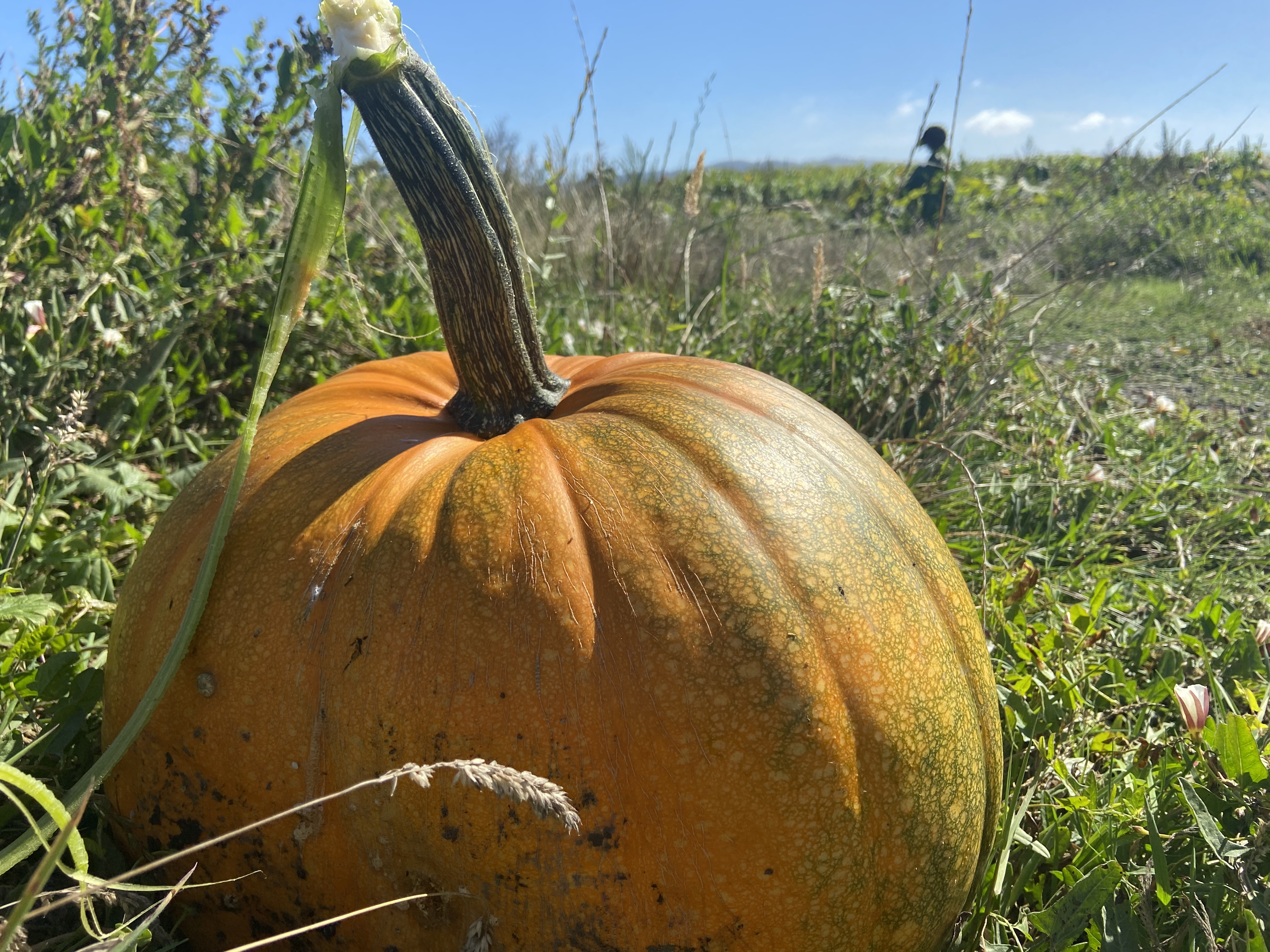 Huddie’s Harvest is here
