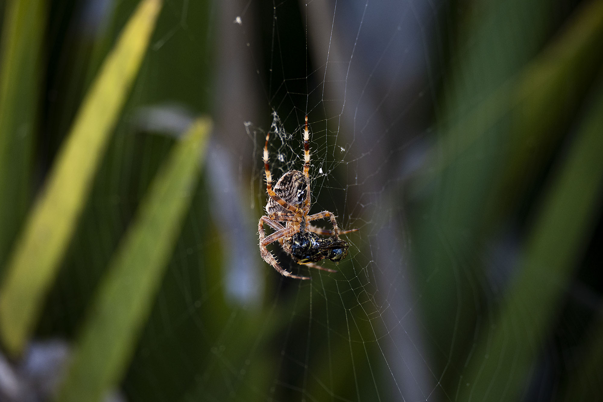 Creepy Crawlies
