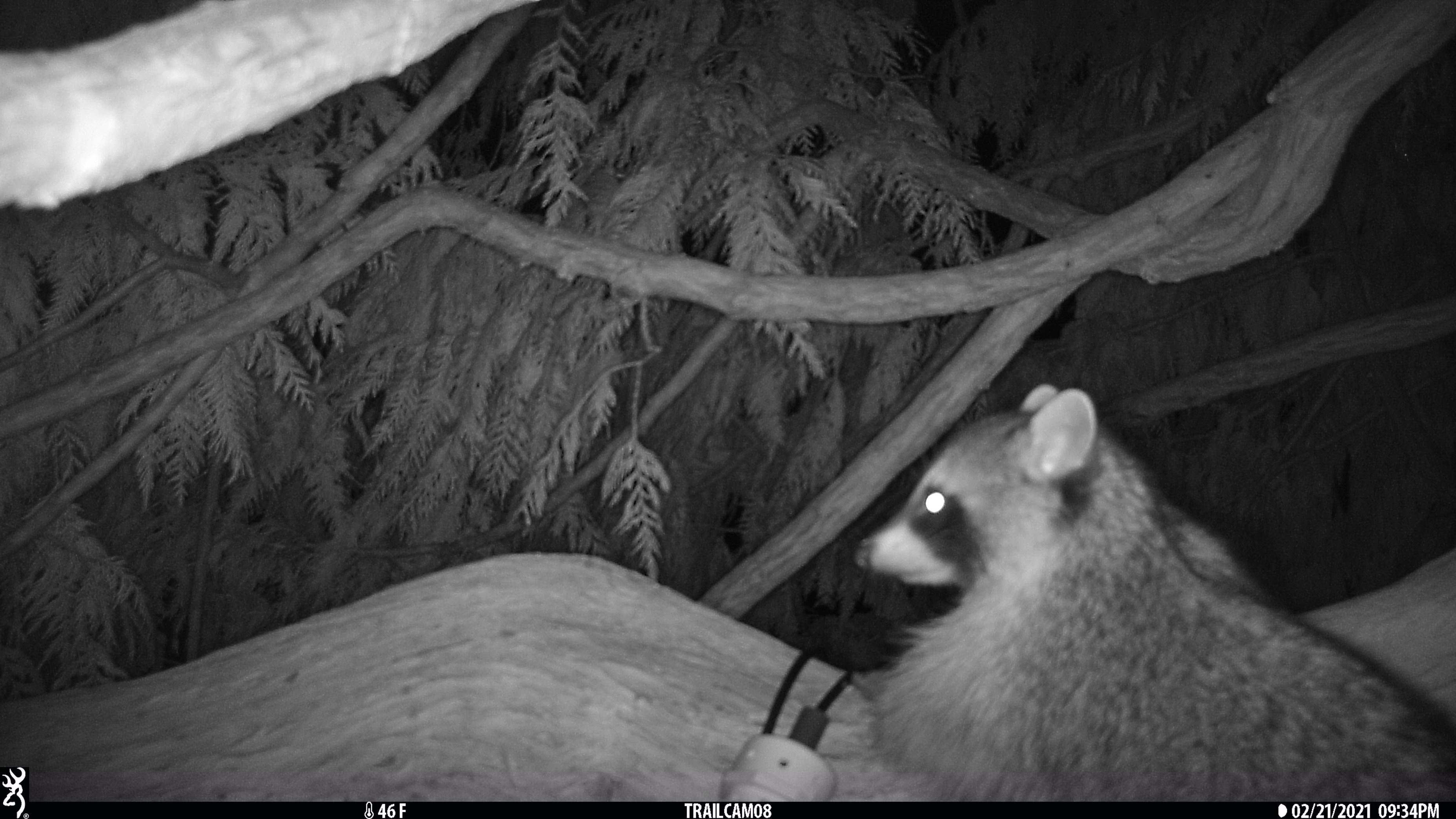 Life of a campus raccoon