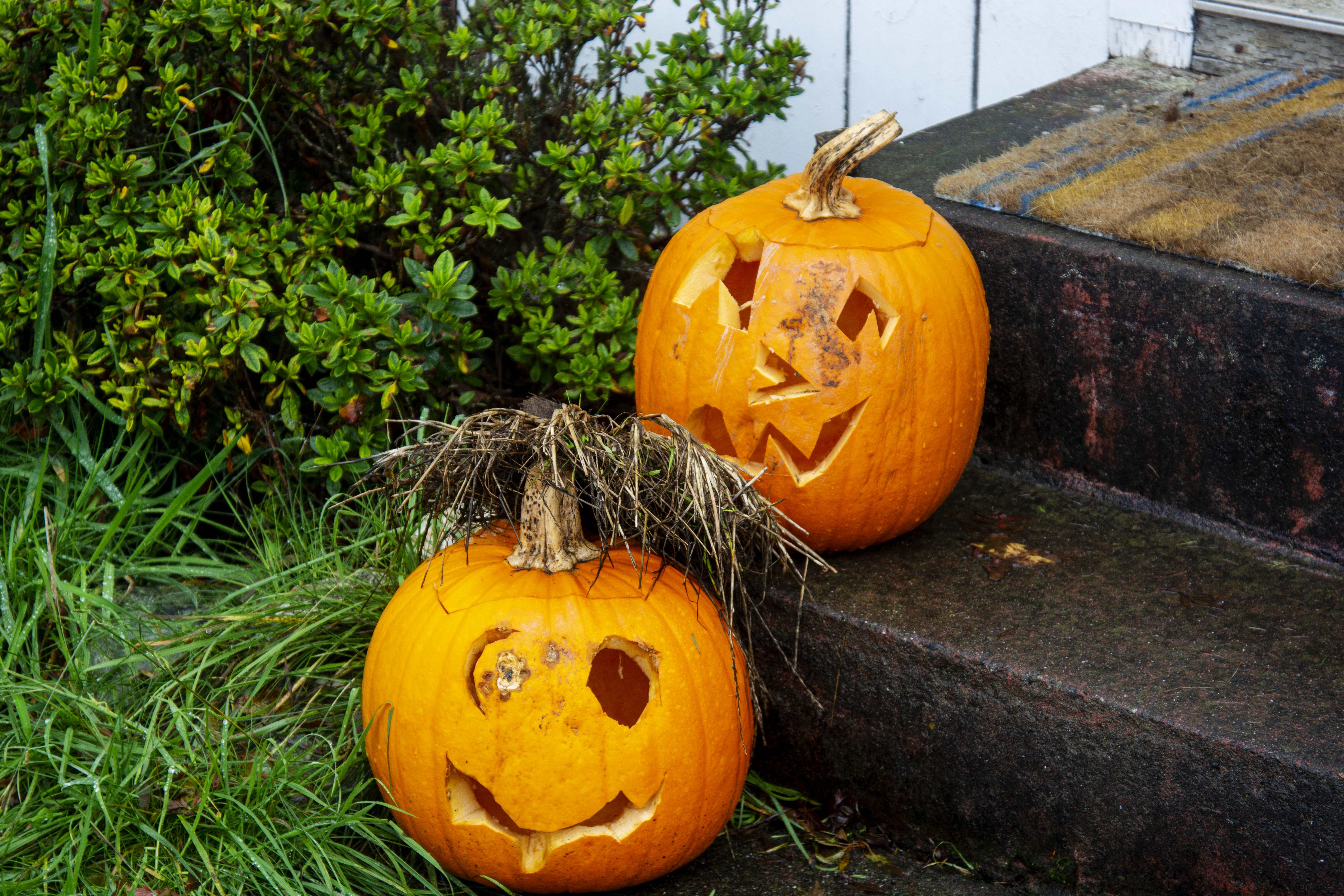 Free pumpkin pickup for HSU students