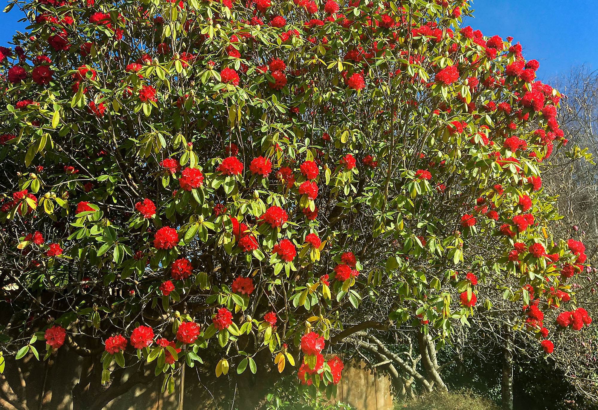 Red Rhododendrons rustle in Spring breeze