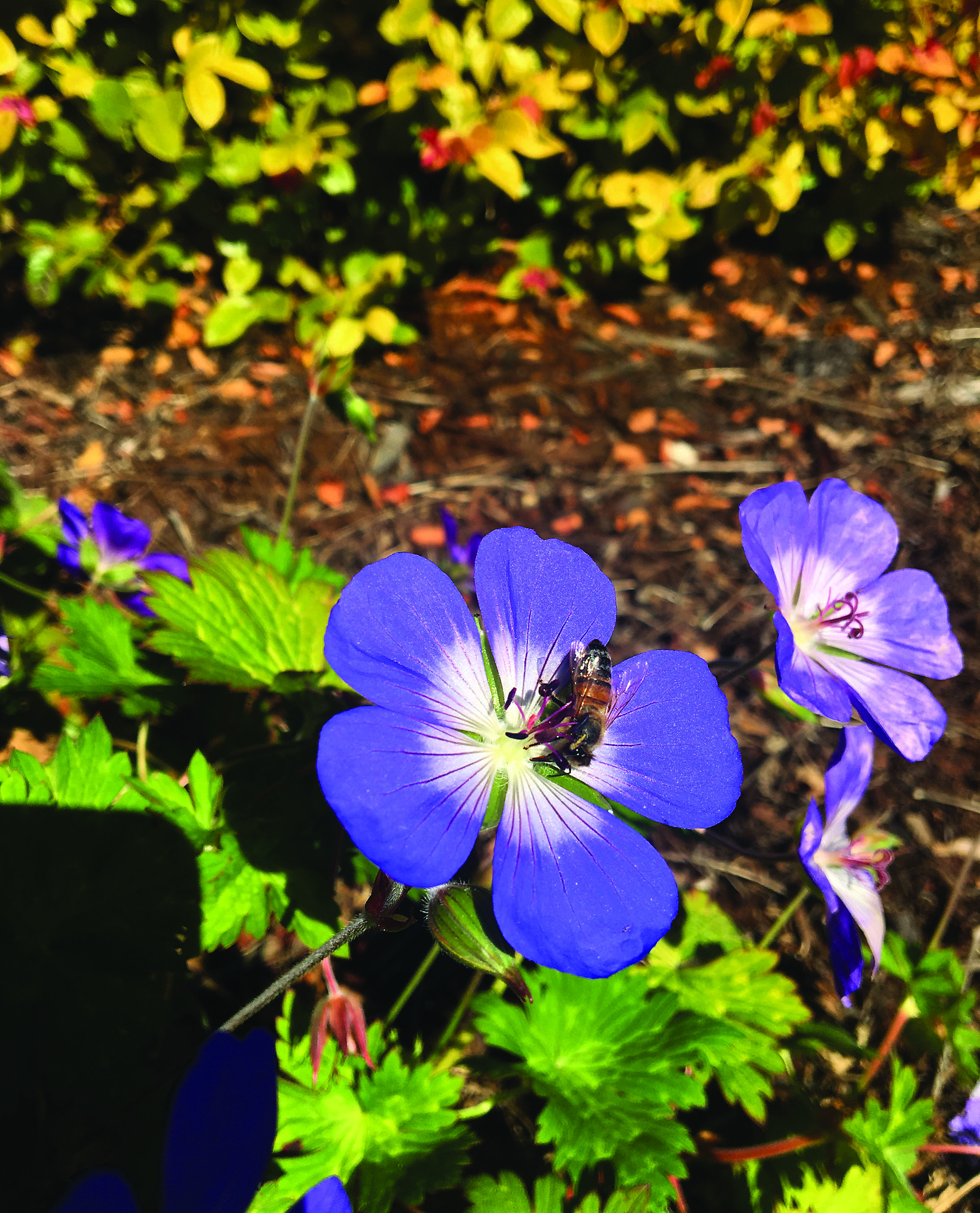 Gander at these Geraniums