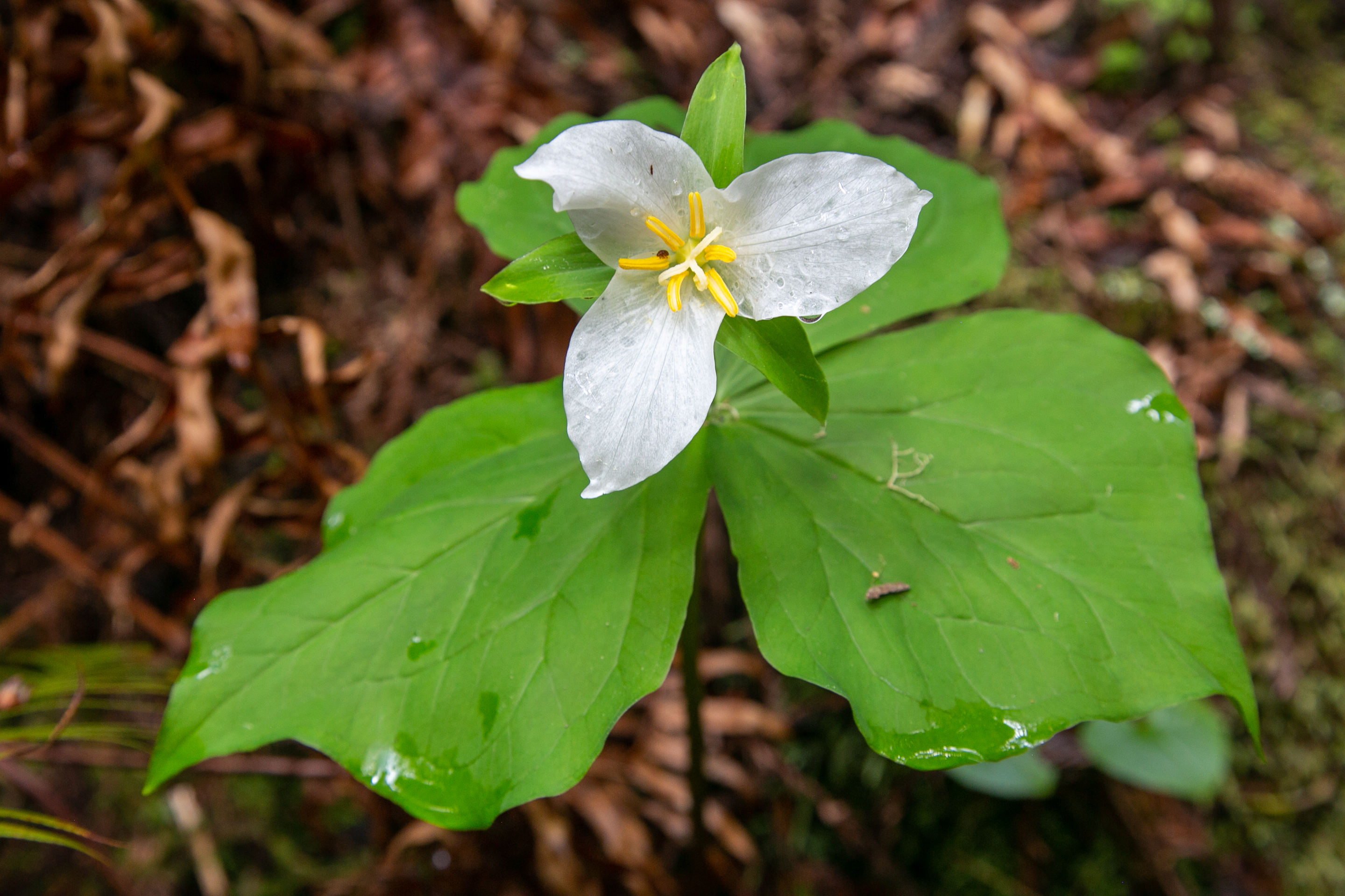 Fragile trillium flowers on the forest floor