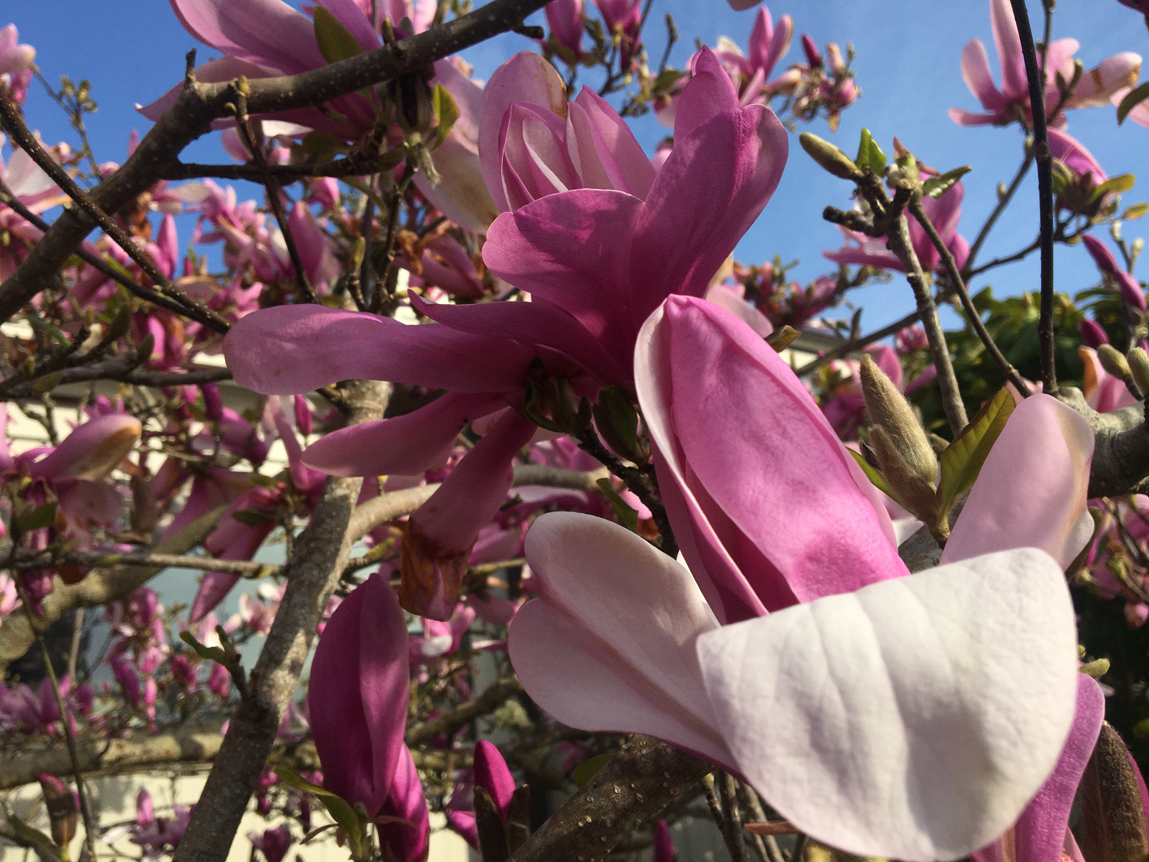 Magnificent Magnolias