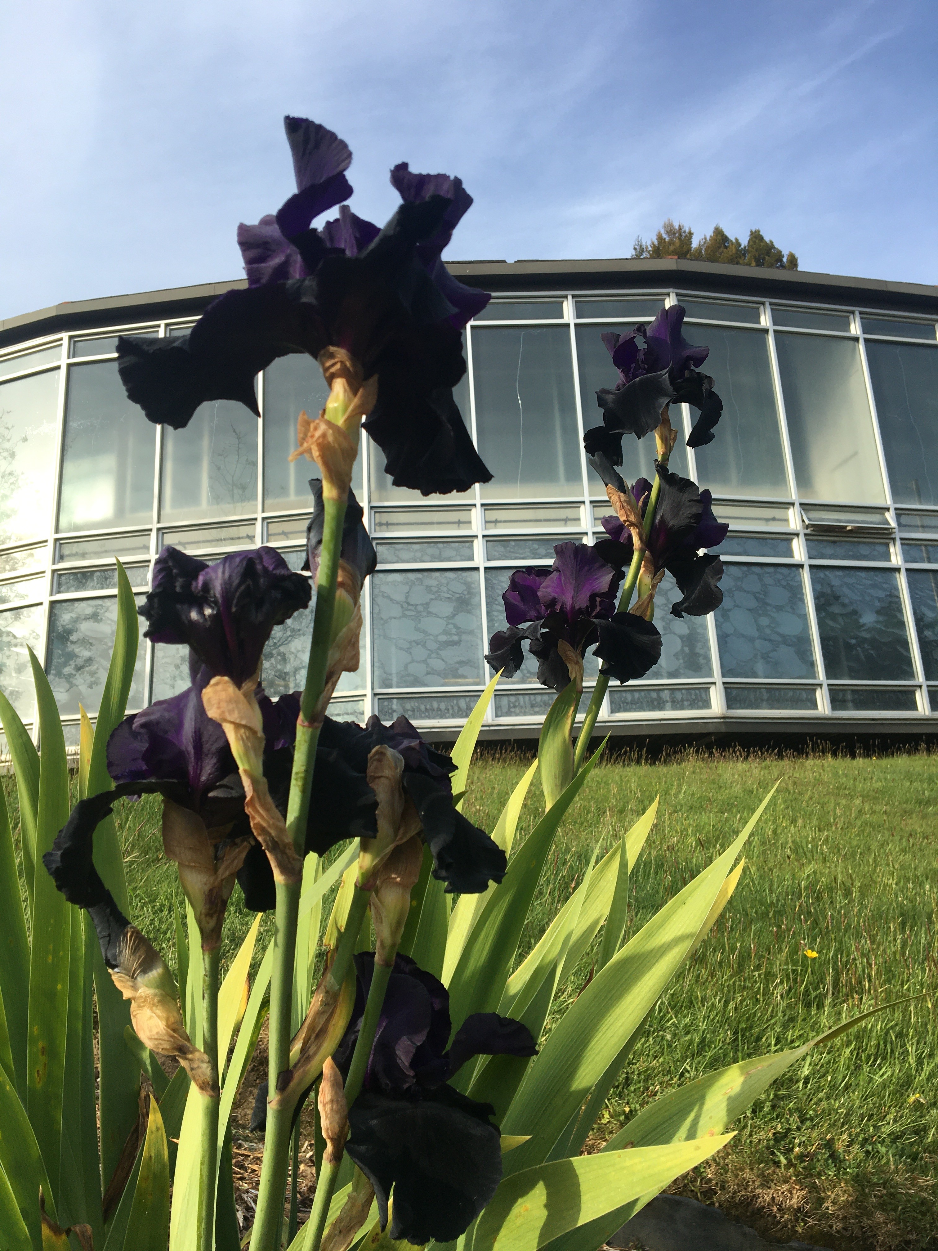 Beautiful bearded irises