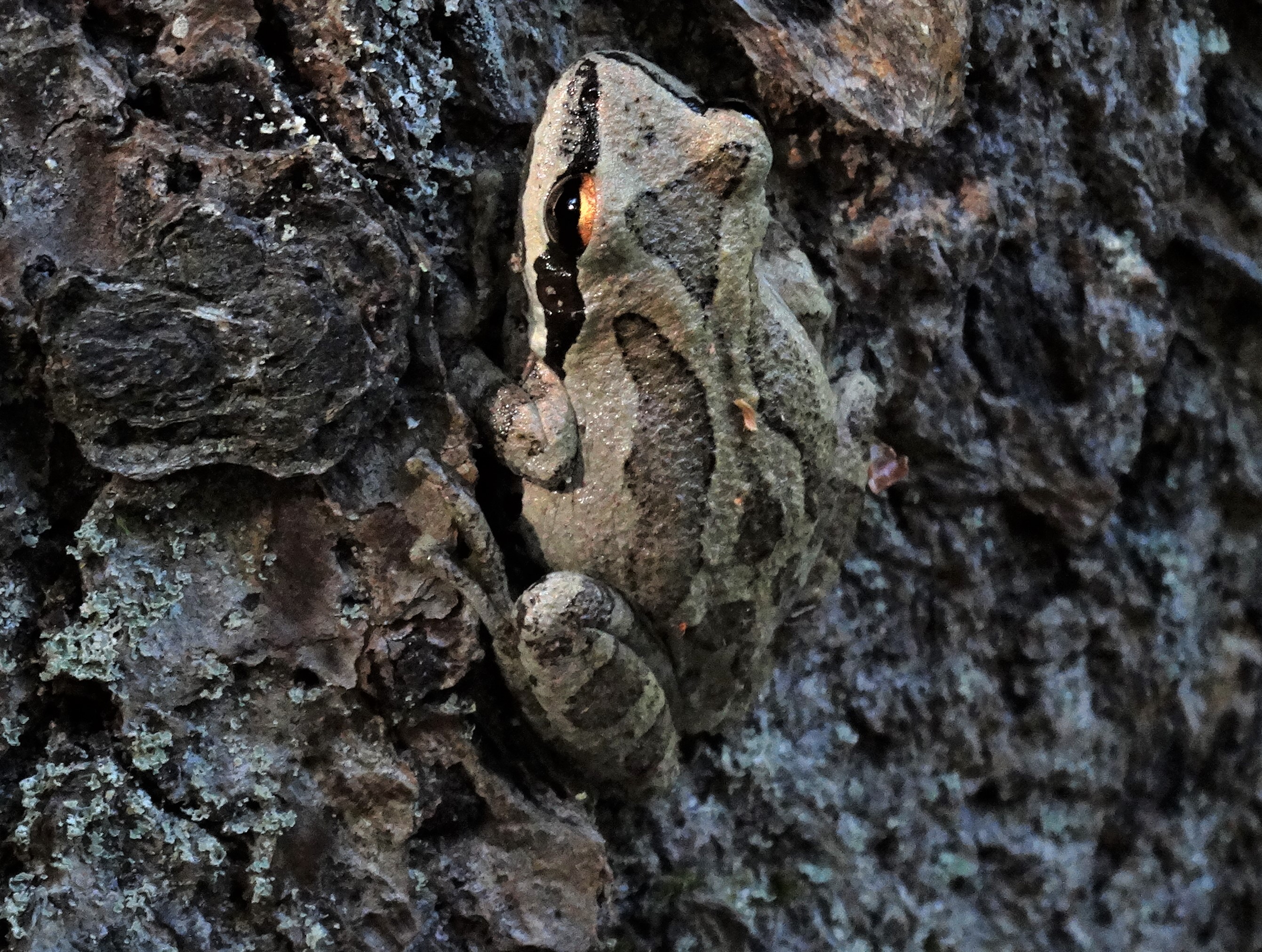 Humboldt’s frogs are thriving