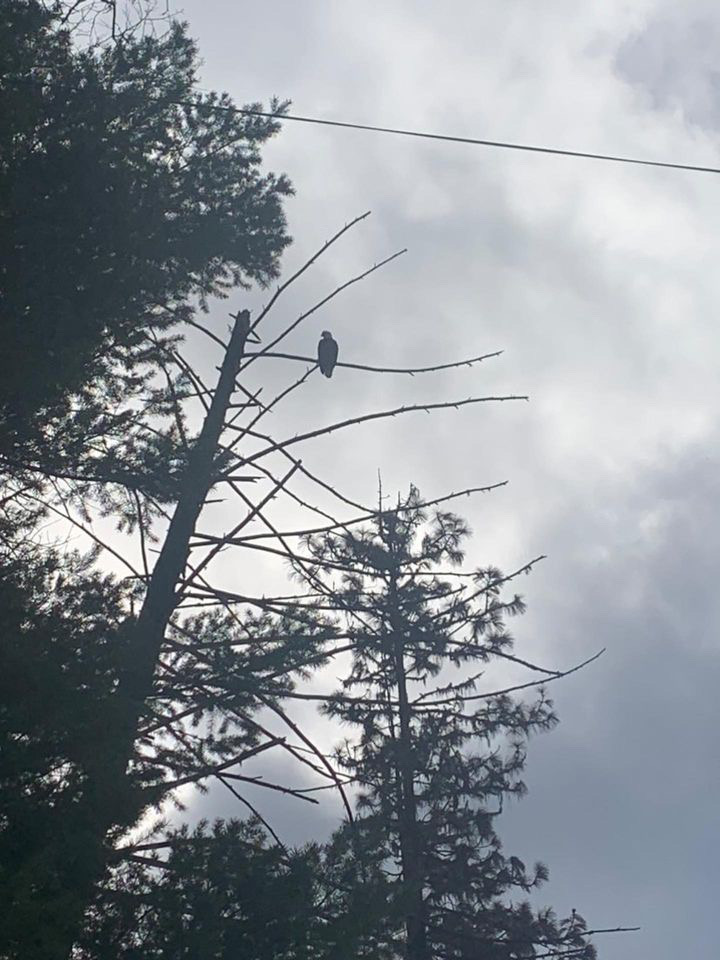 Eagle protectors clash with PG&E over nest