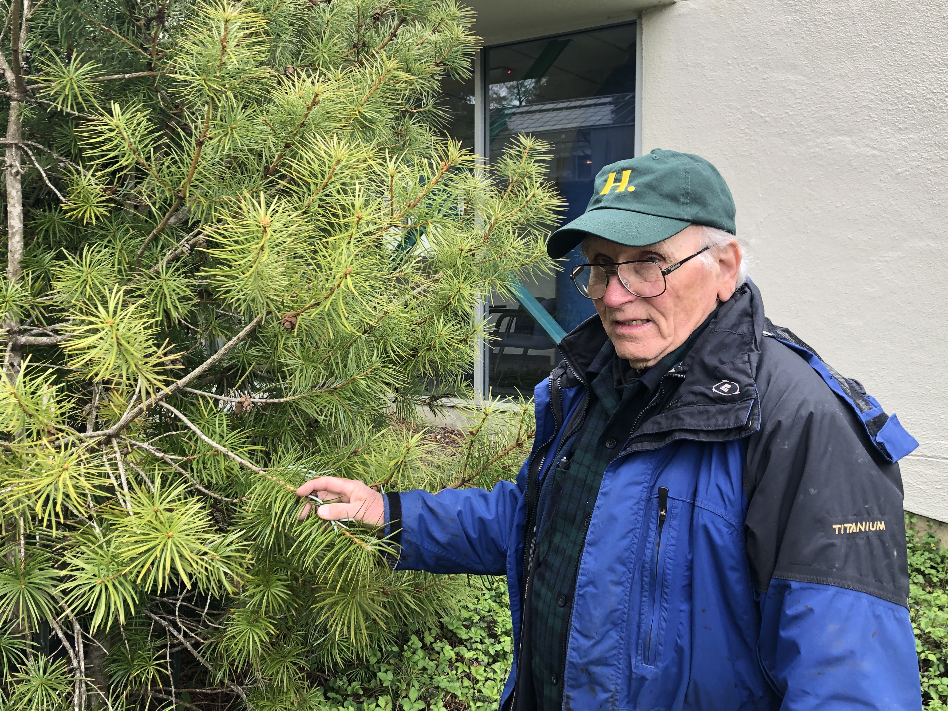 Humboldt home to remarkable conifer collection 