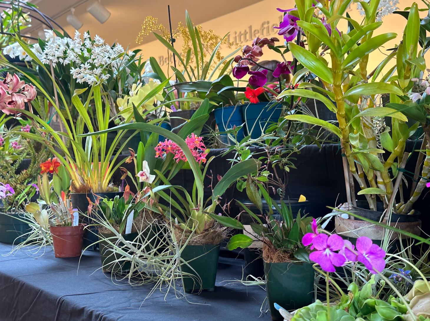 Community blooms during Humboldt Orchid Society show