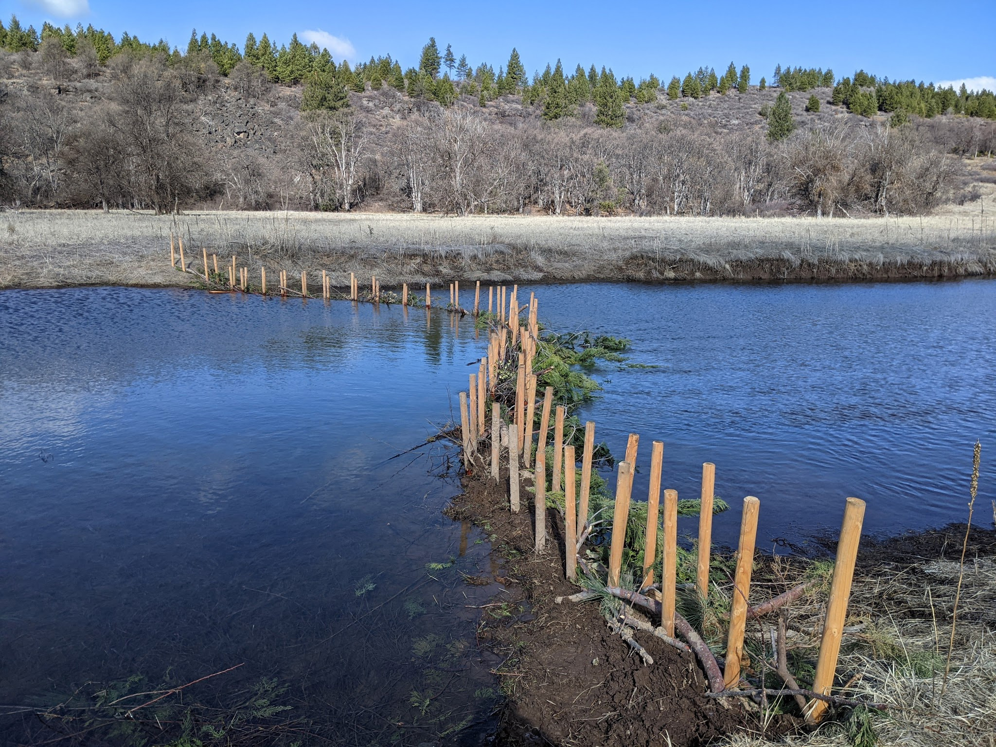 Humboldt alumnus brings back beavers to restore California wetlands