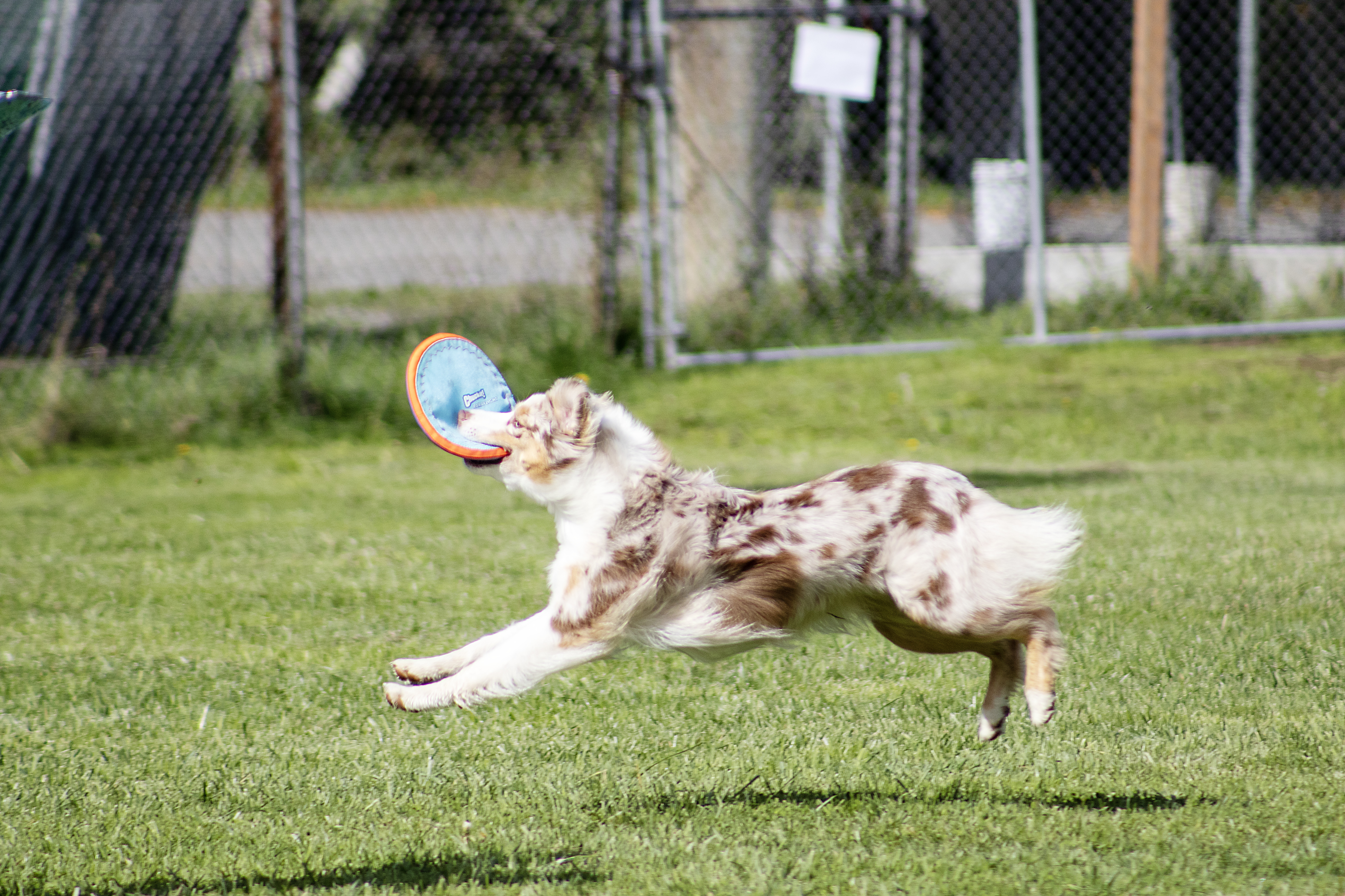 Put your dog in sports
