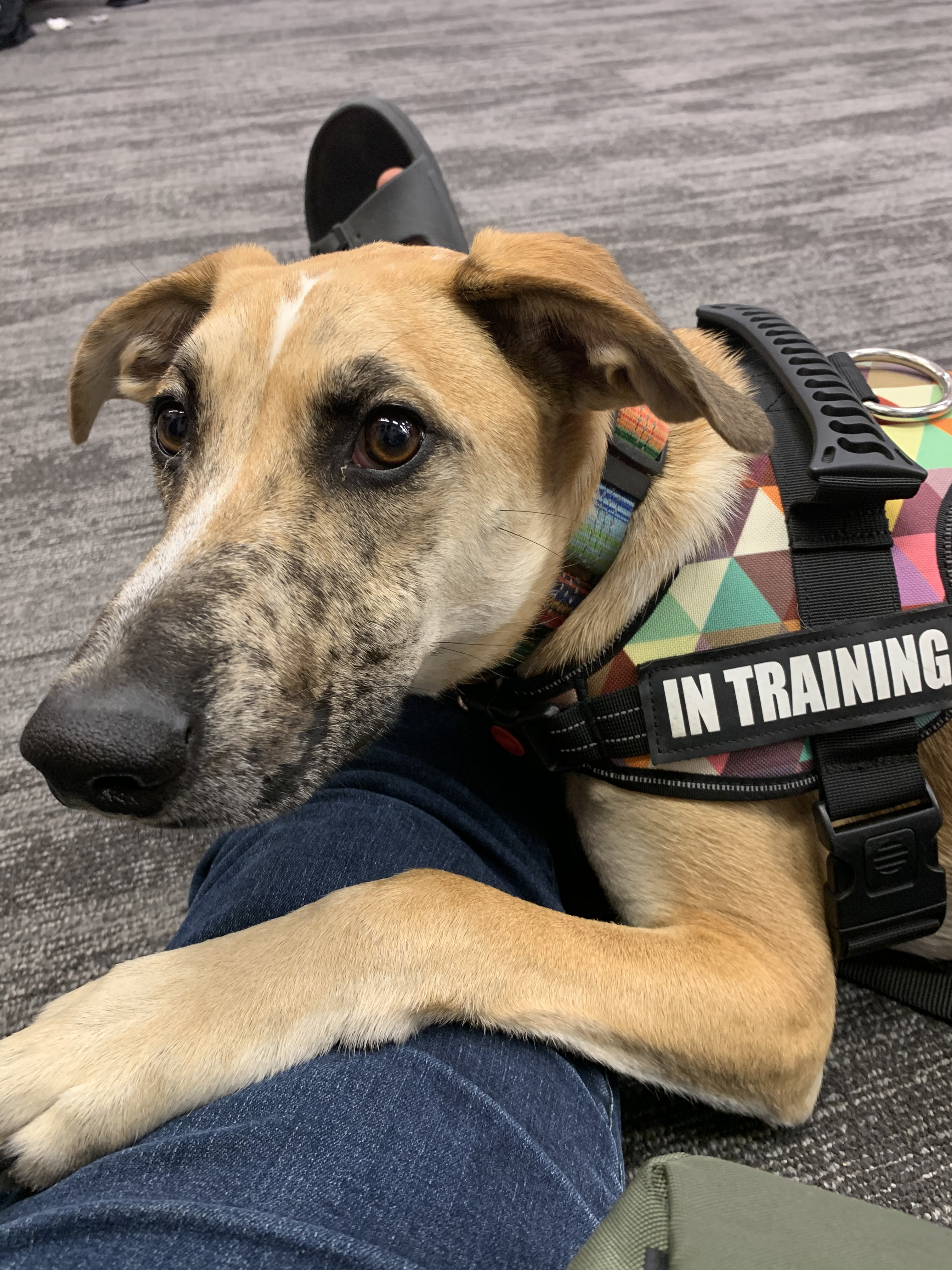How to interact with a service dog – don’t.