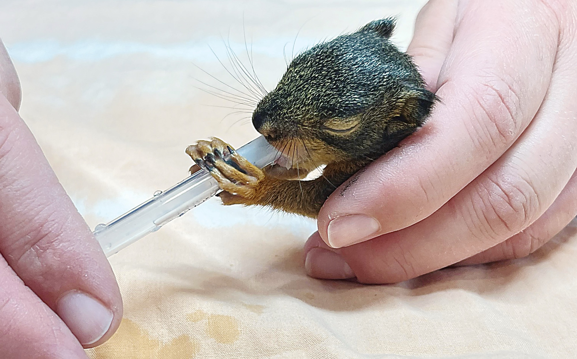 Injured squirrels in construction site