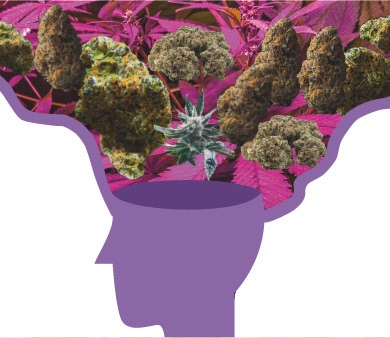 The paradox of cannabis and mental health