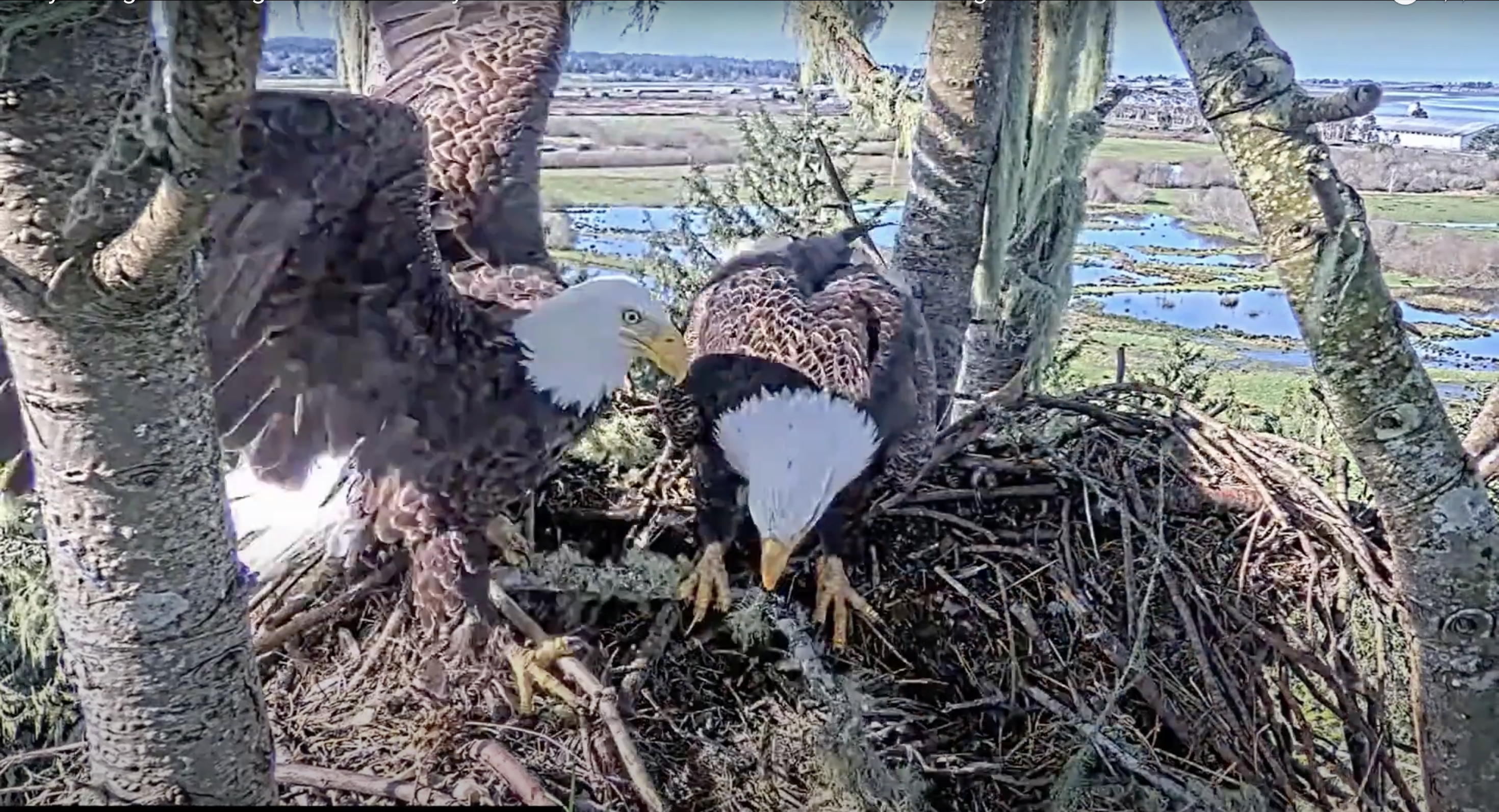 Fly, eagles, fly! Wildlife biologists revive beloved bald eagle nest cam in Faye Slough