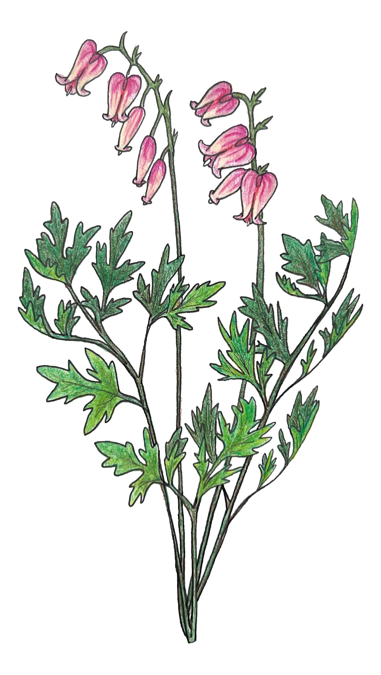 Plant of the Week: Local botanizing in the Arcata Community Forest