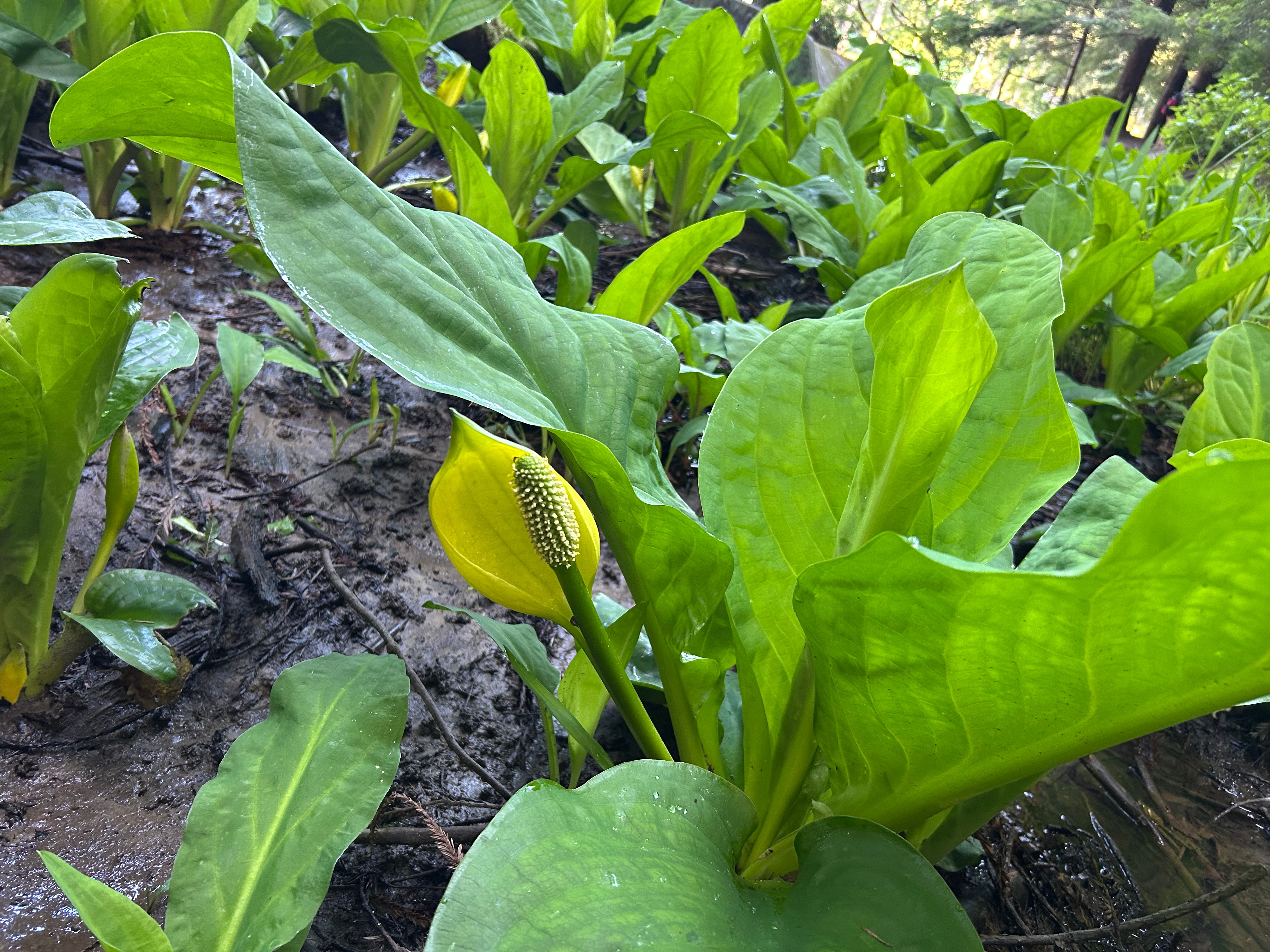 Plant of the week