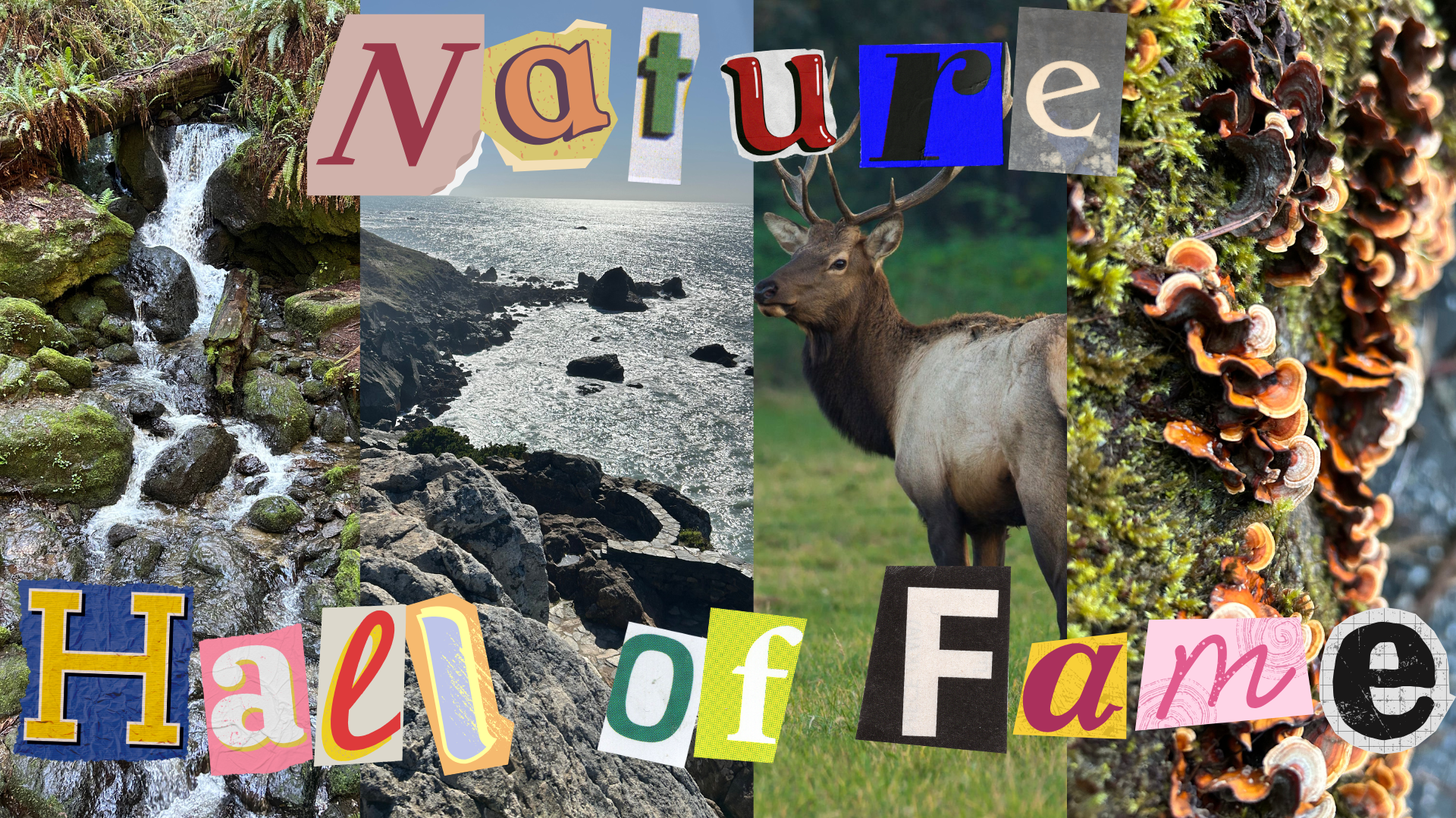 Redwood national and state parks boast underappreciated beauty