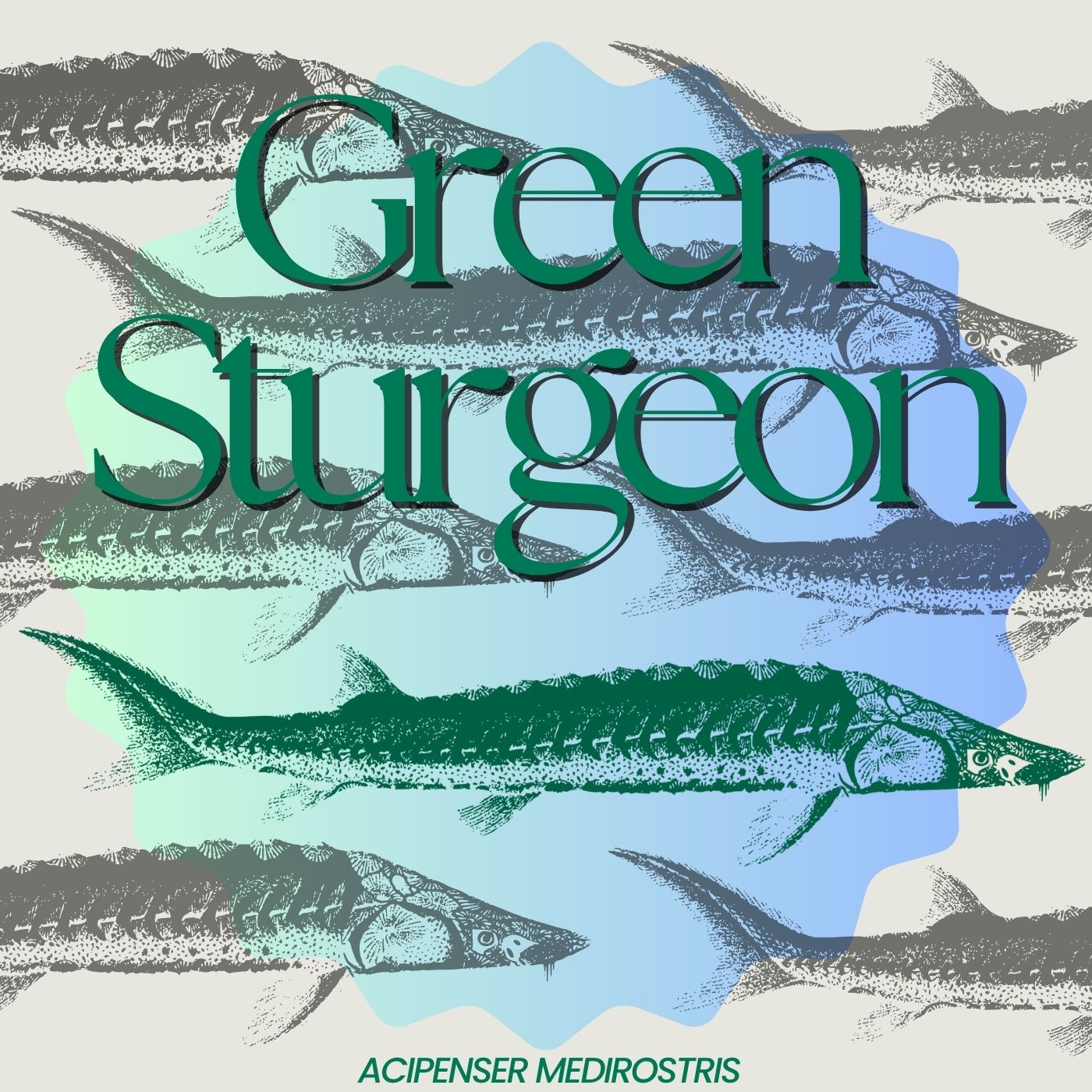 Fish of the Week: green sturgeon