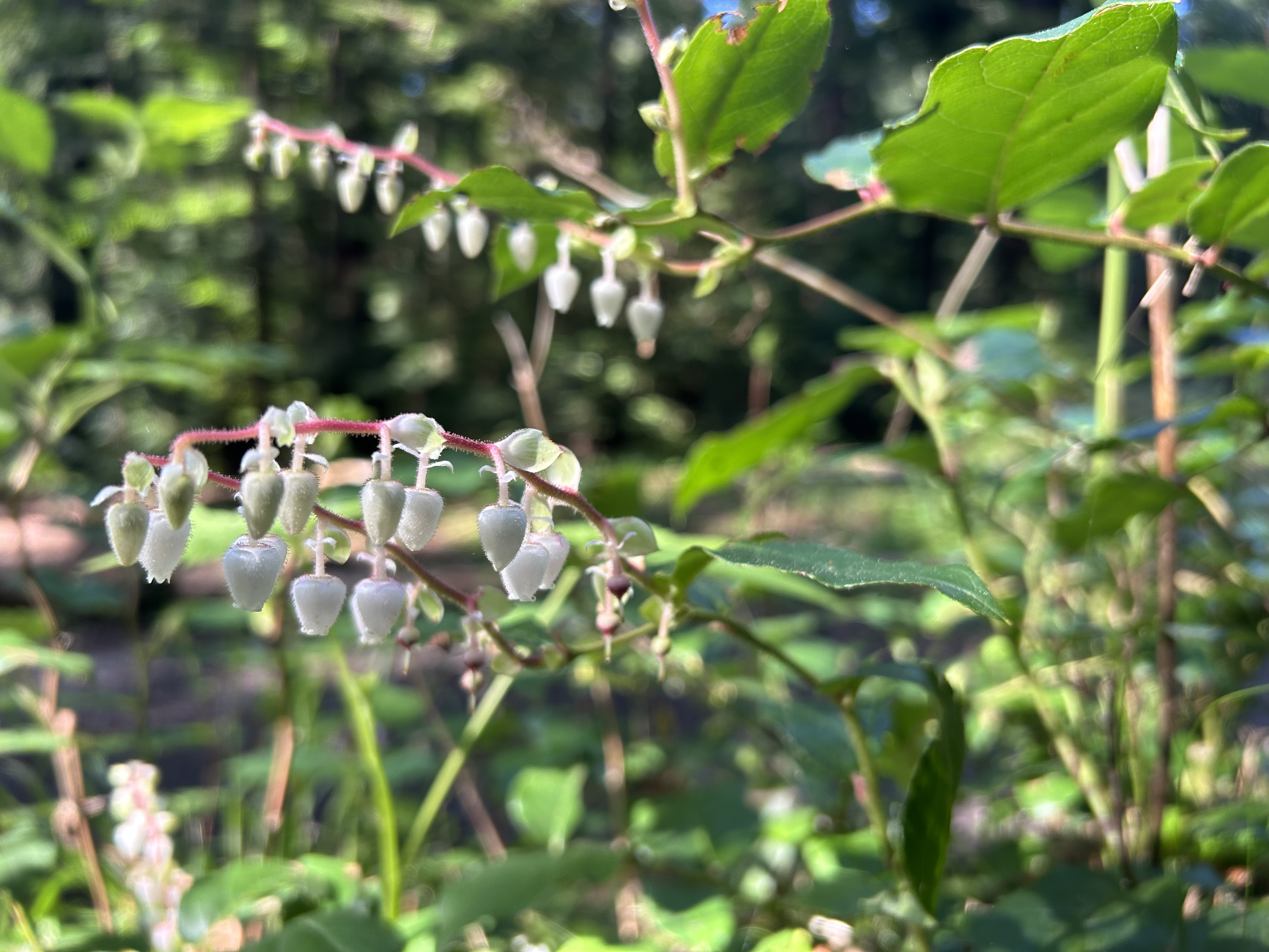 Gaultheria shallon or salal berry and the magic of foraging
