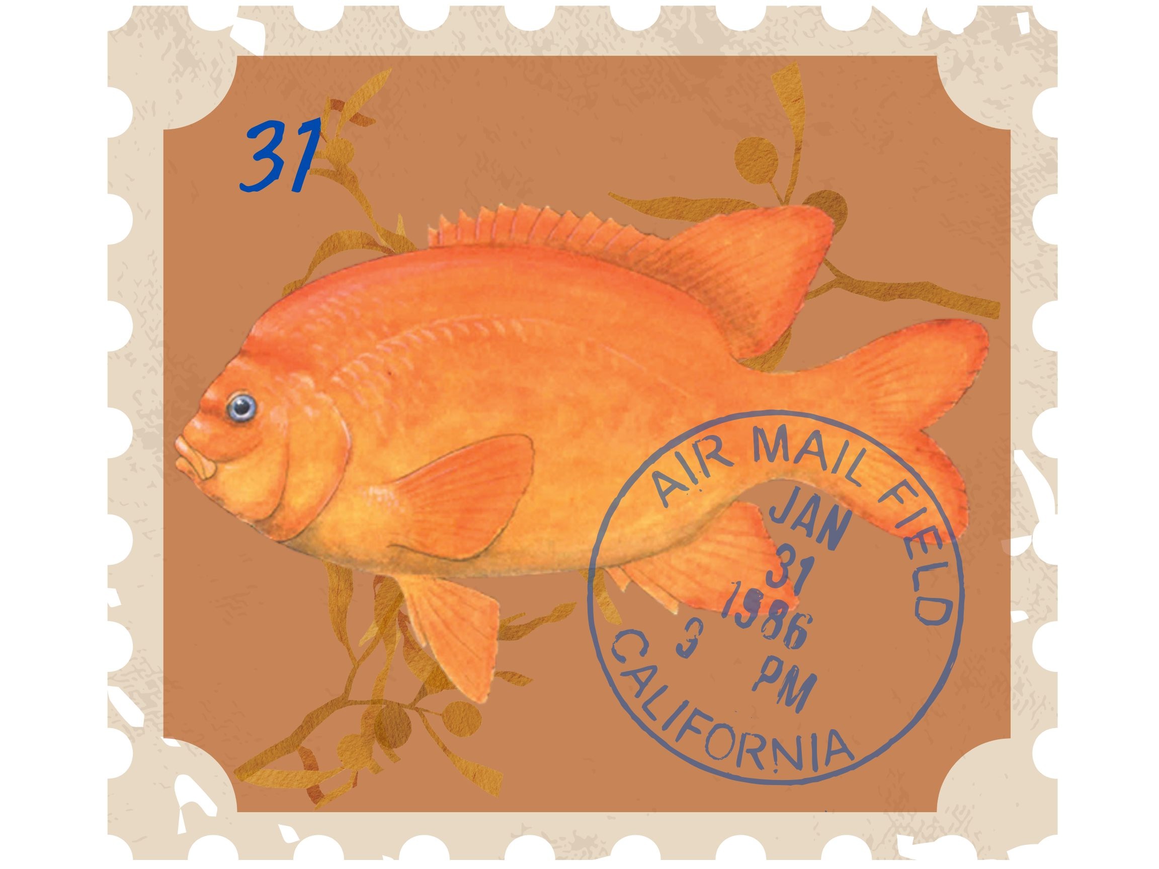 Fish of the Week: The Garibaldi