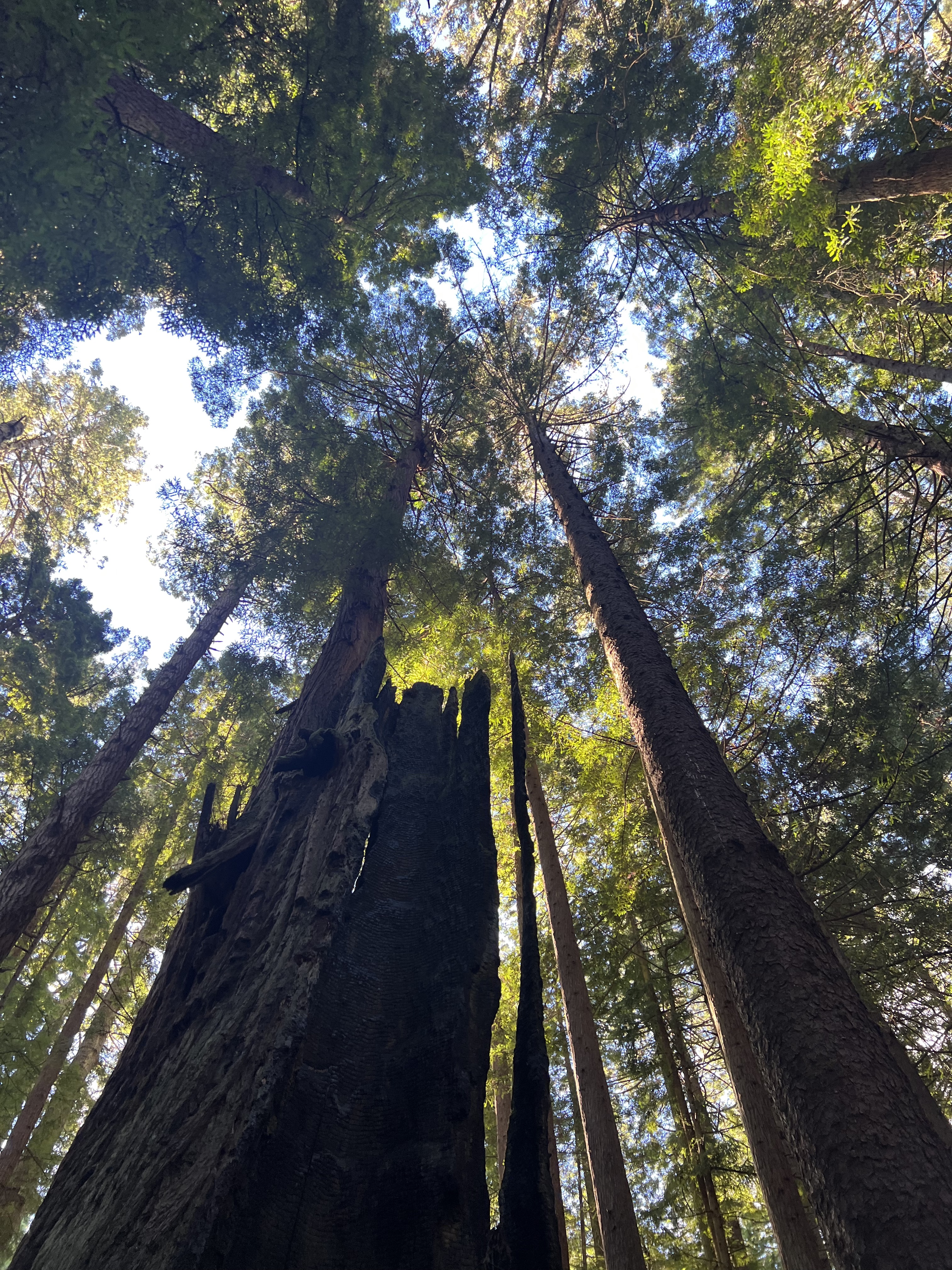 Who will speak for me