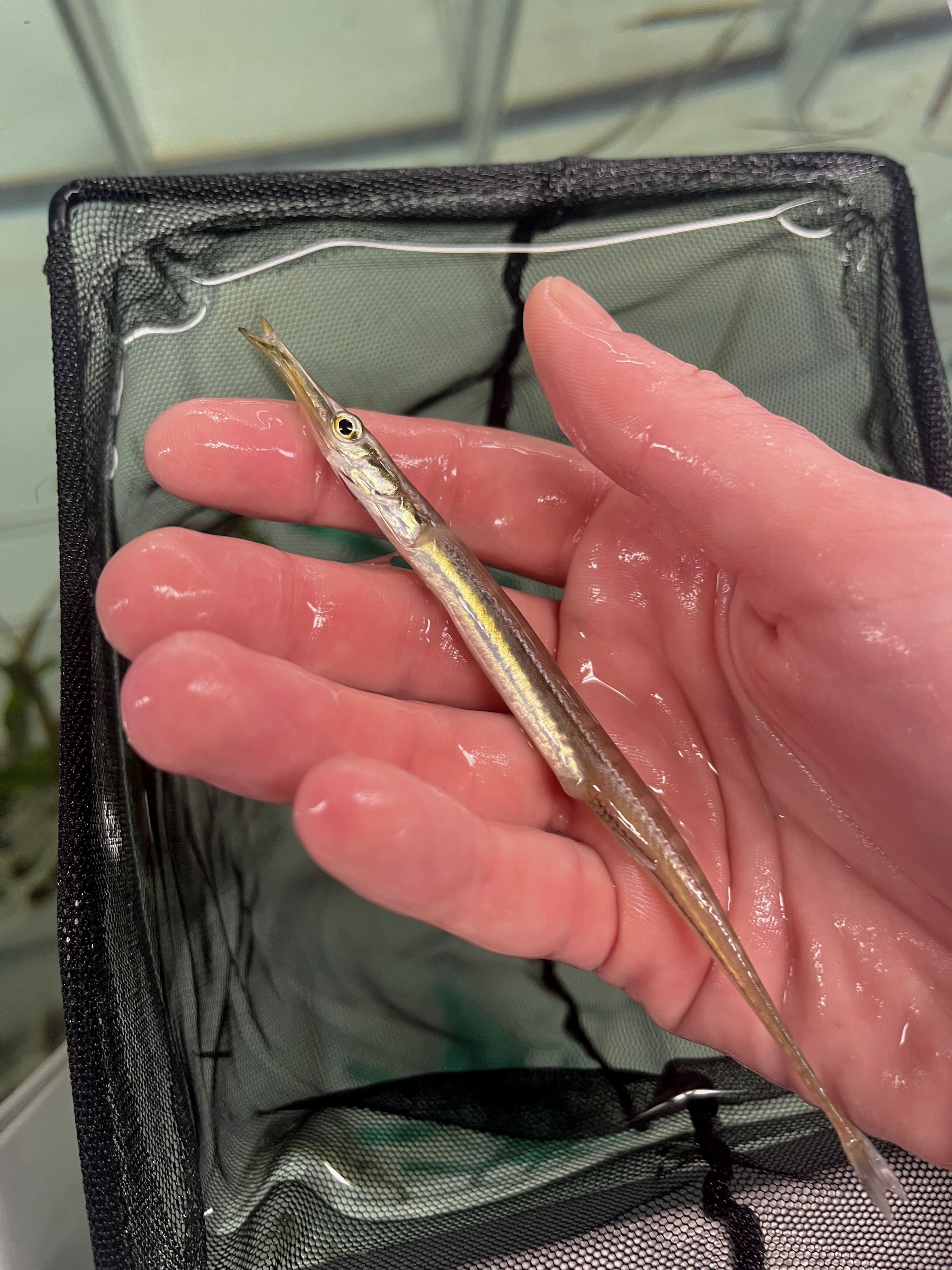 Fish, evolutionary morphology and queerness in science