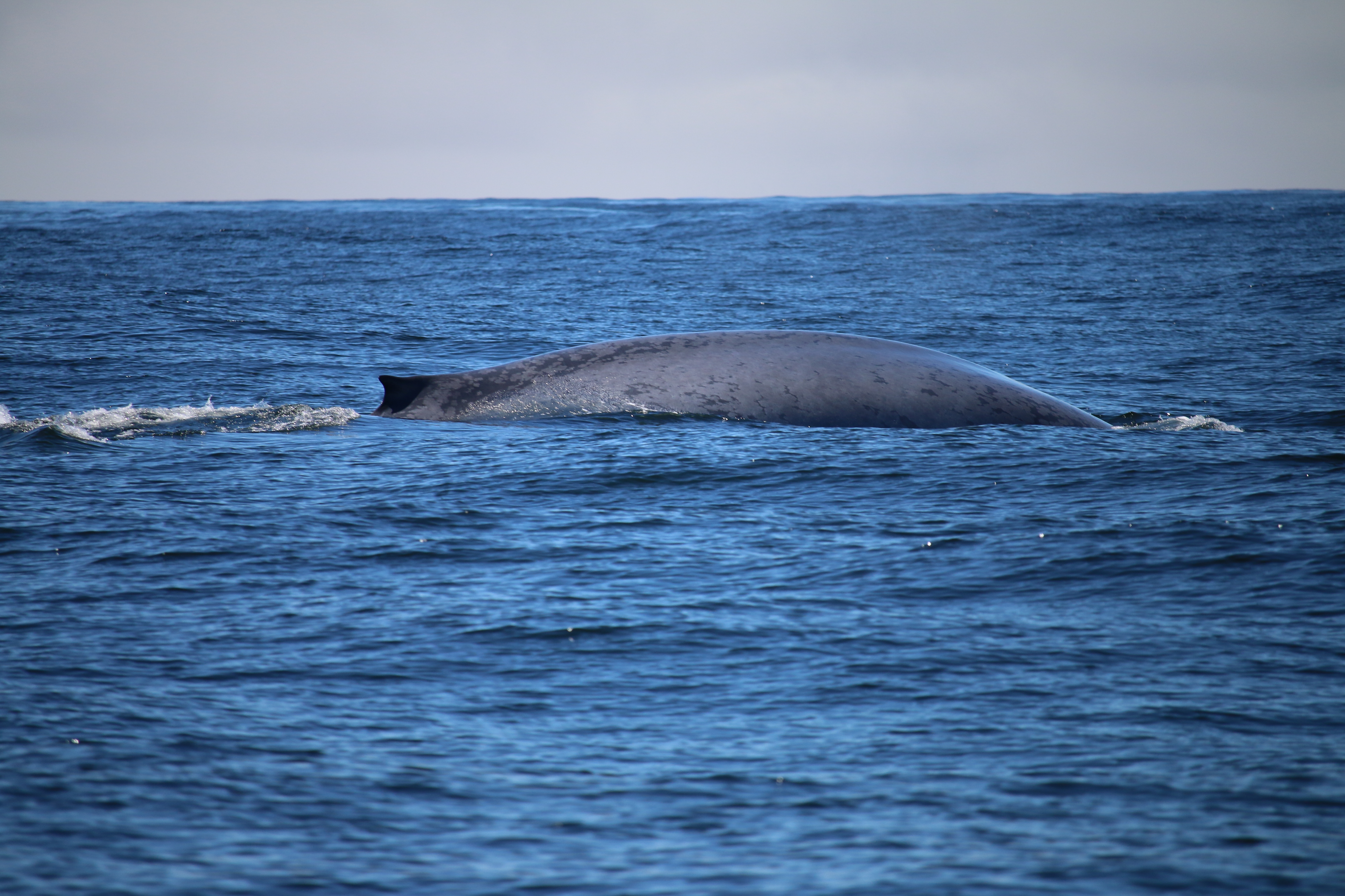 Blue whales abound on their way south