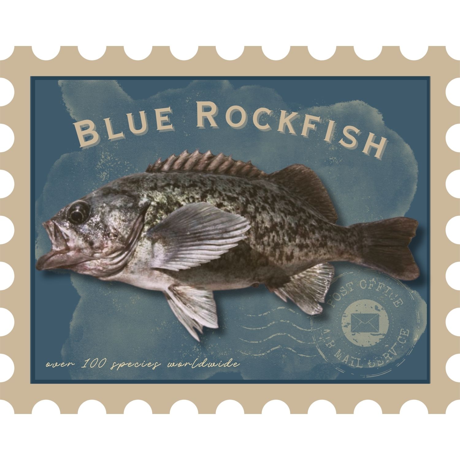 Fish of the week: One in a hundred: a Blue Rockfish story