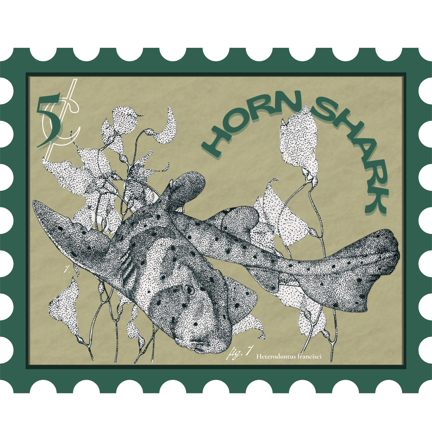 Fish of the Week: Heterodontus francisci