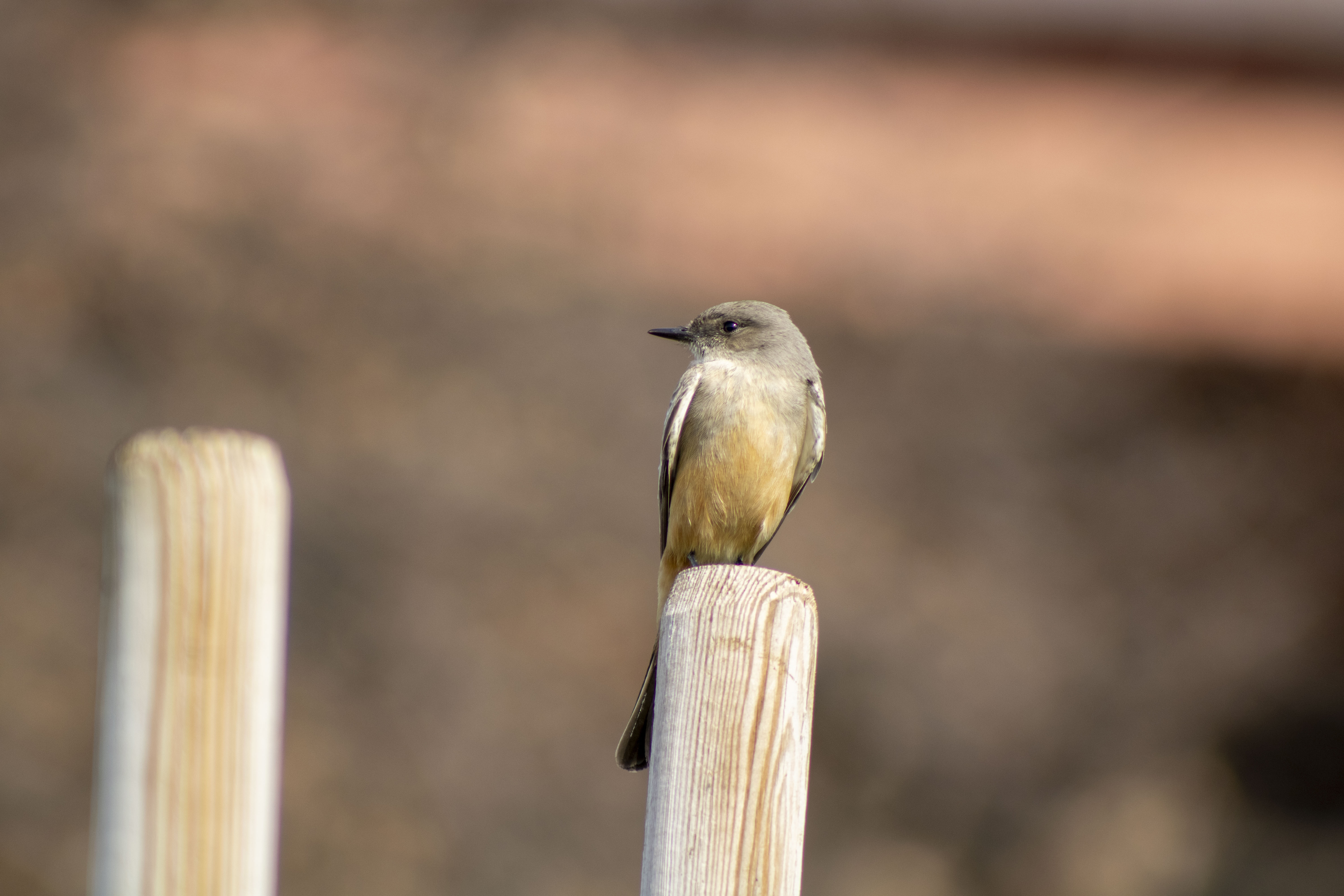 Sayornis saya: the bird who likes to speak