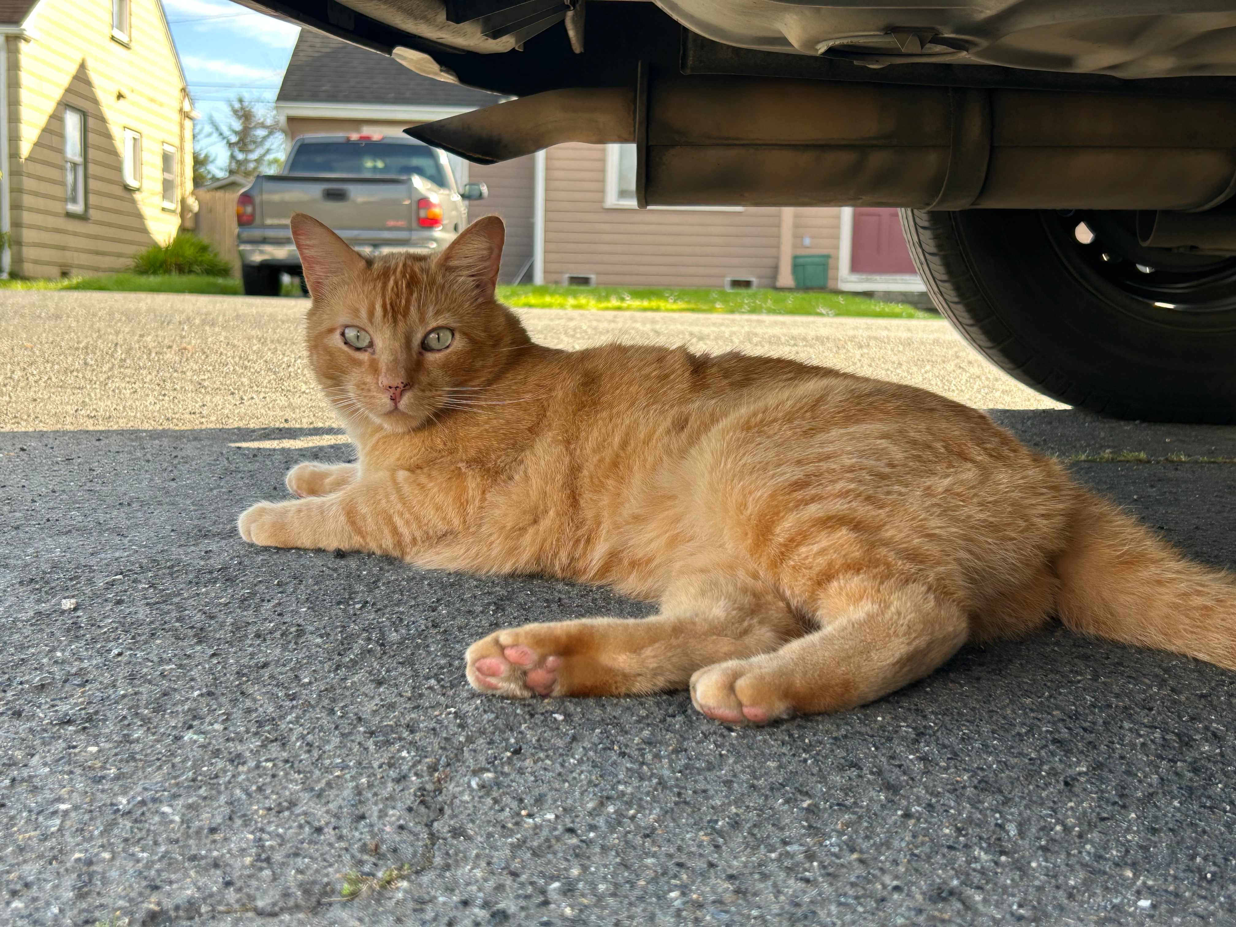 Strays in Arcata