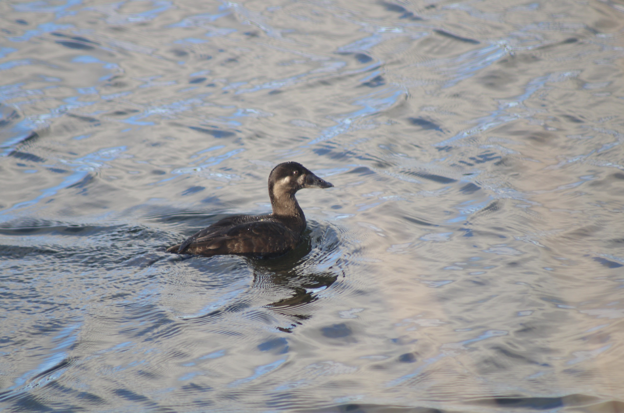 Melanitta Perspicillata: The Black Spectacled Duck