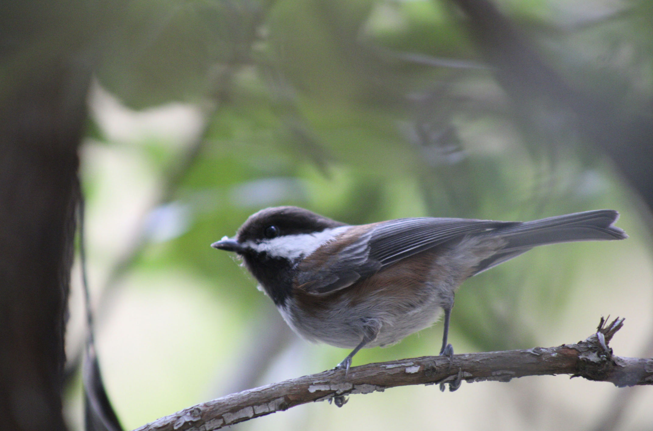 Poecile rufescens: The Small Colorful Songbird