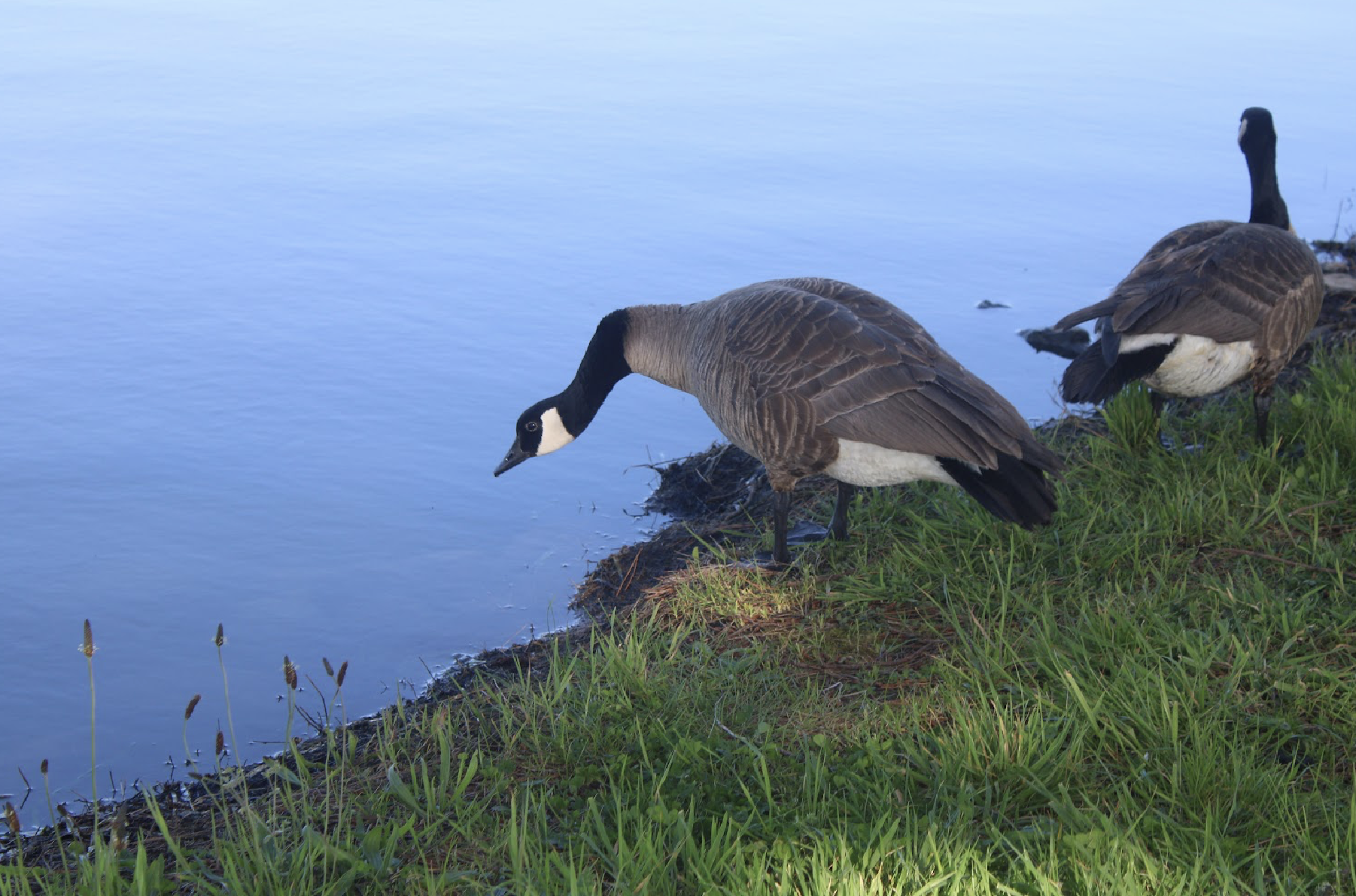 Branta Canadesis: The Bird that tolerates human presence