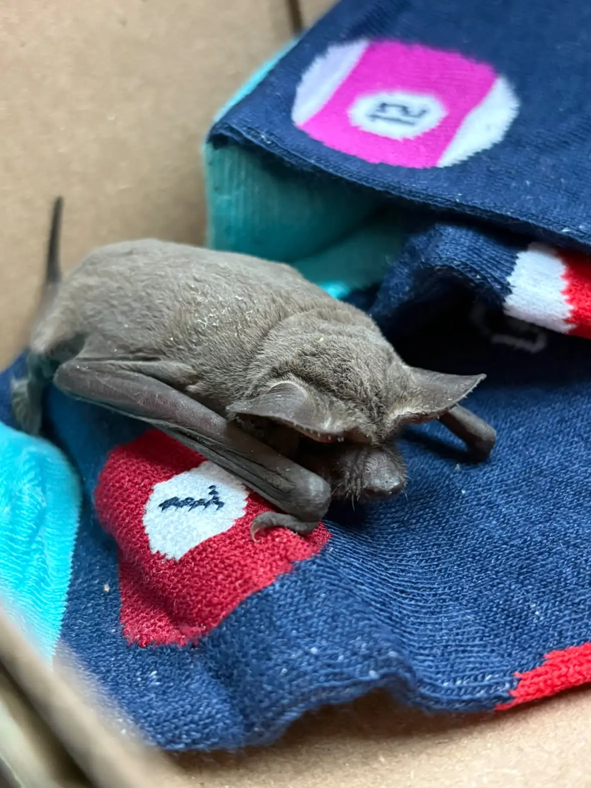 Don’t touch the bats, they bite