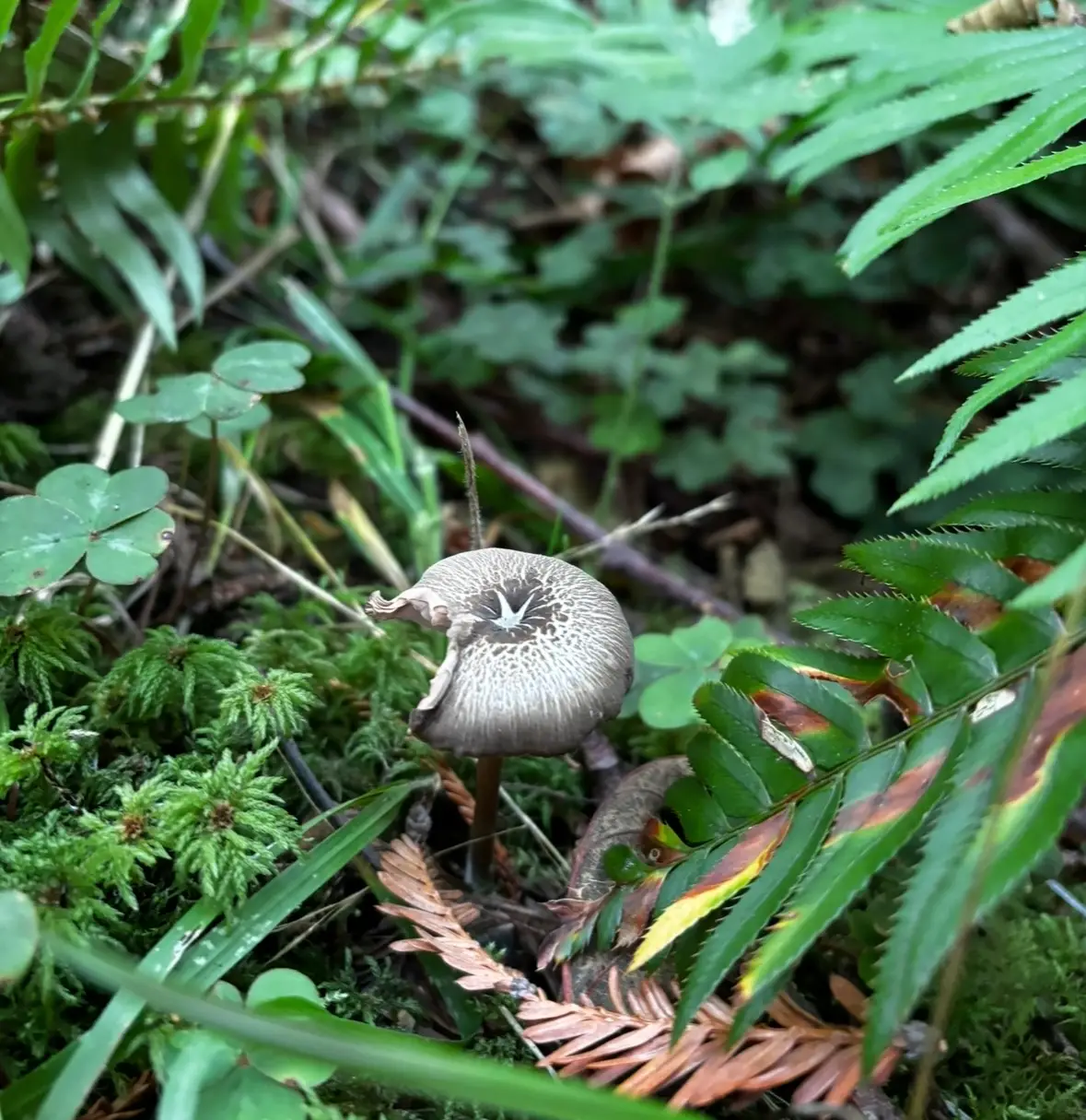 From Forest to Table: Foraging in Humboldt